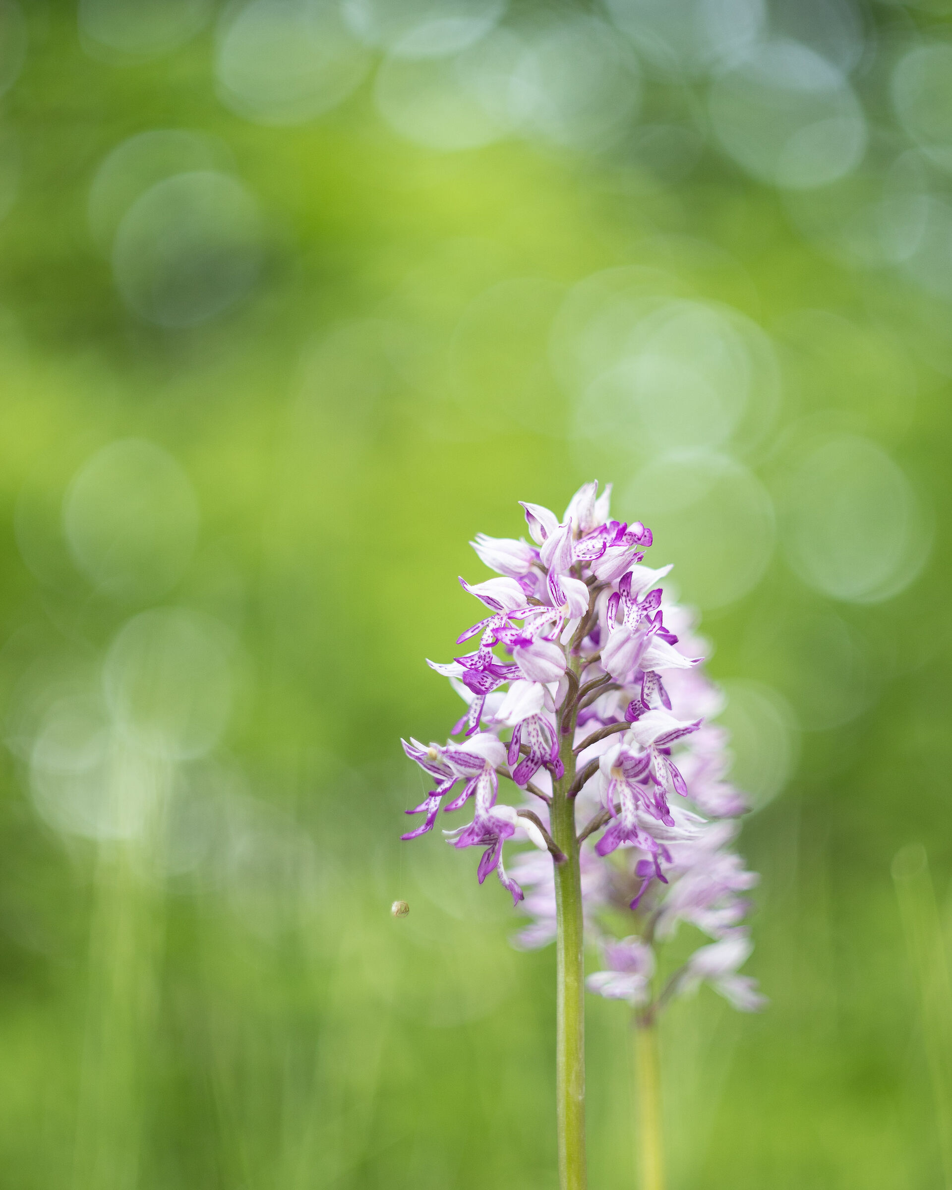 Orchis Militaris