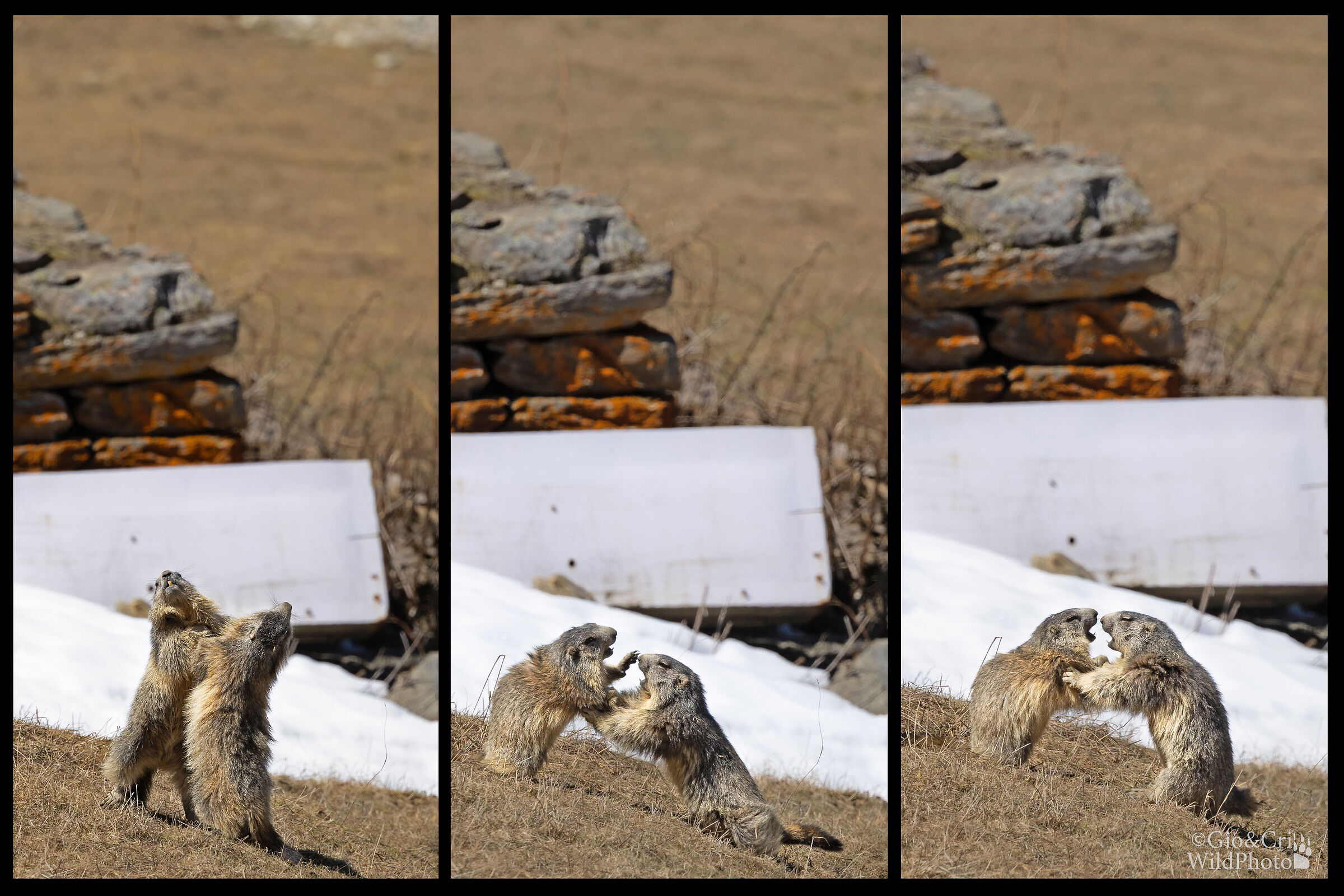 Groundhog Fight Club