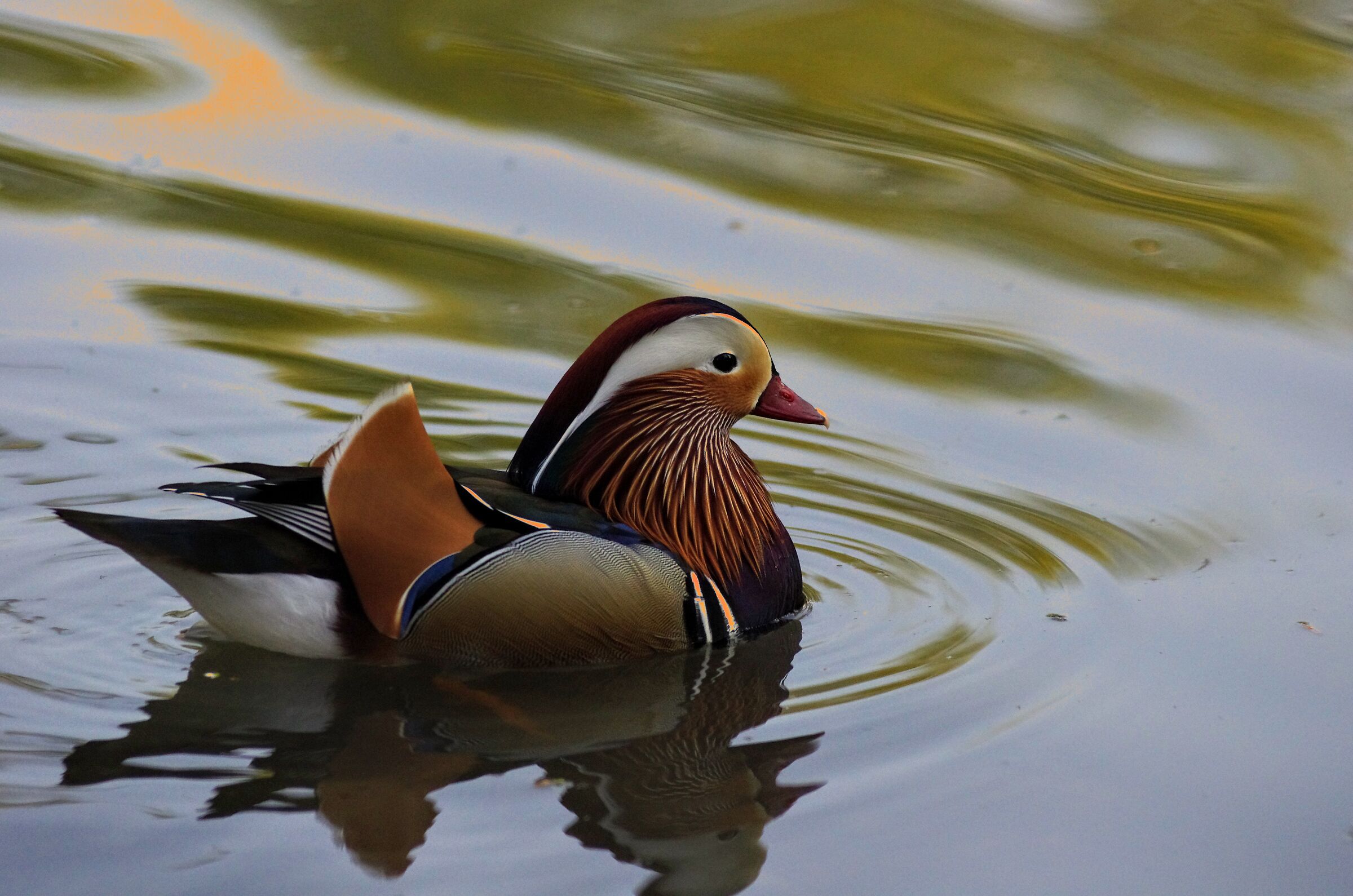 Mandarin duck
