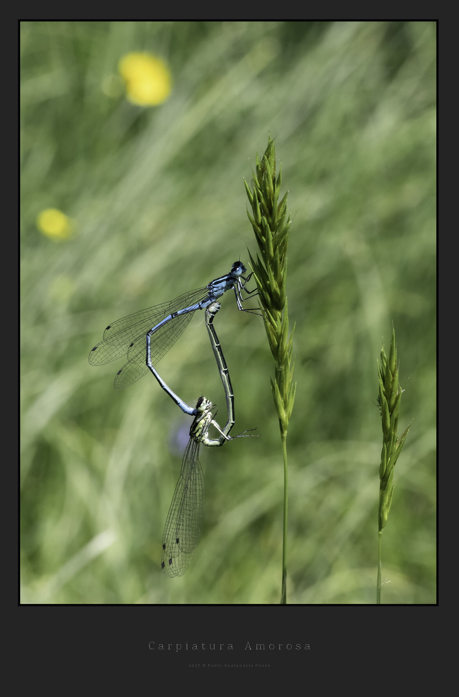 Amorous Carpiatura