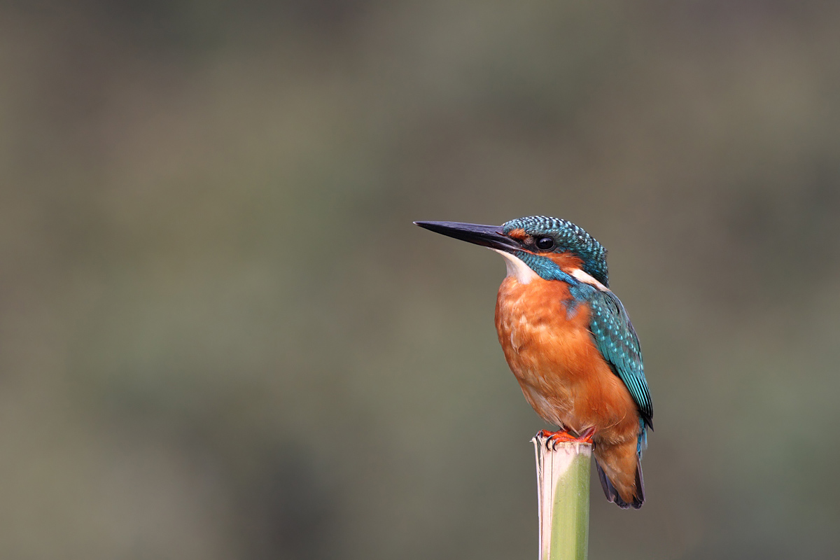 Maschio di martin pescatore