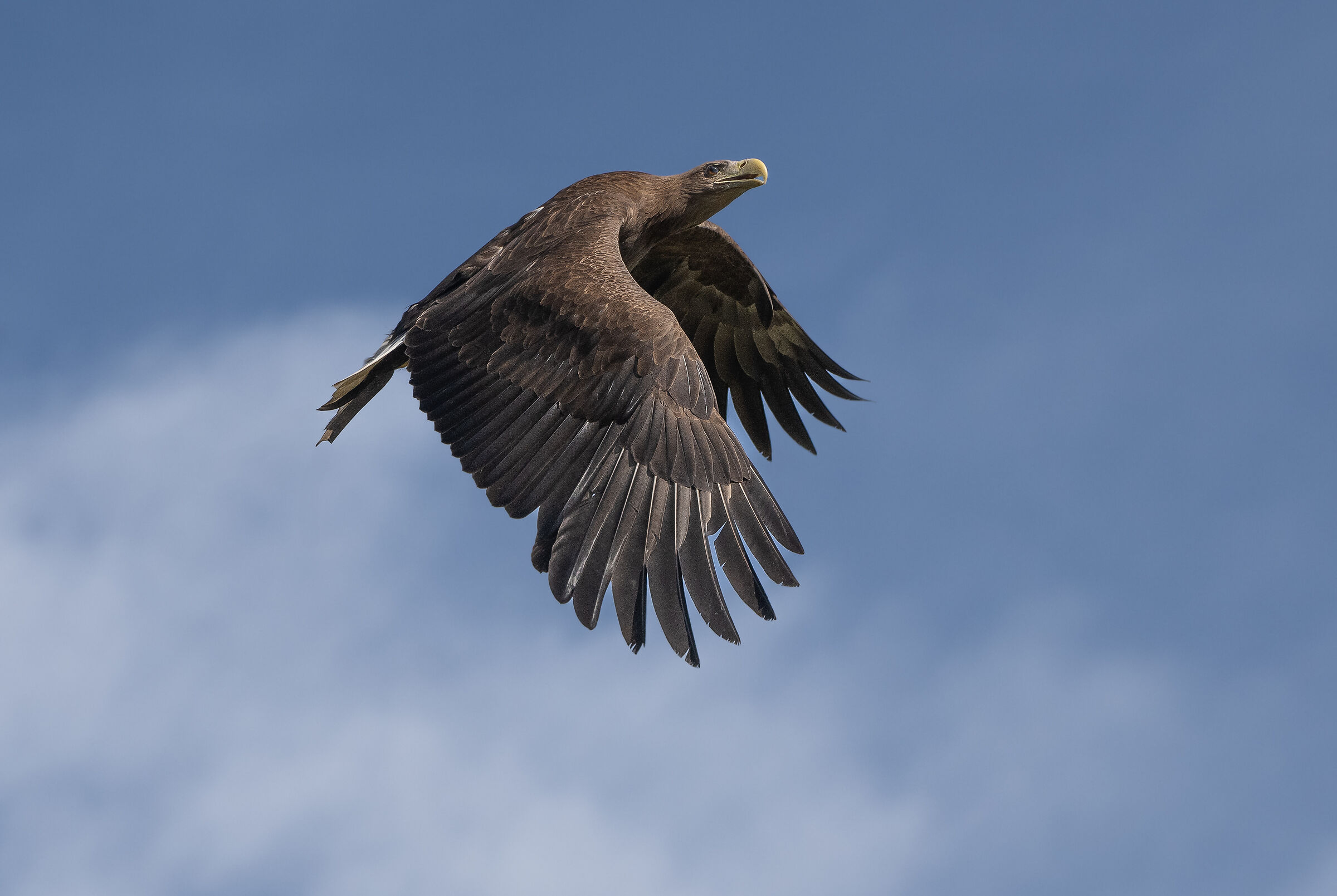 Aquila di mare codabianca