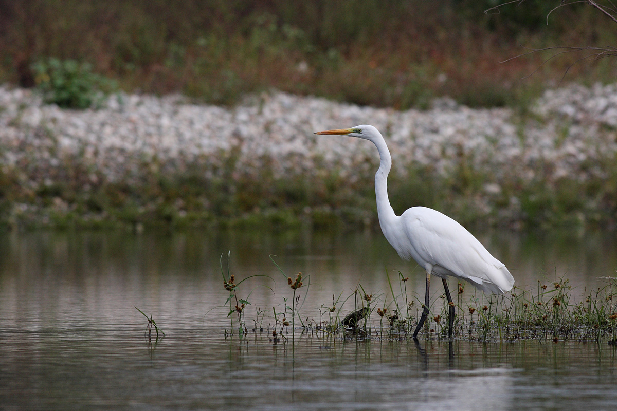 Great Egret