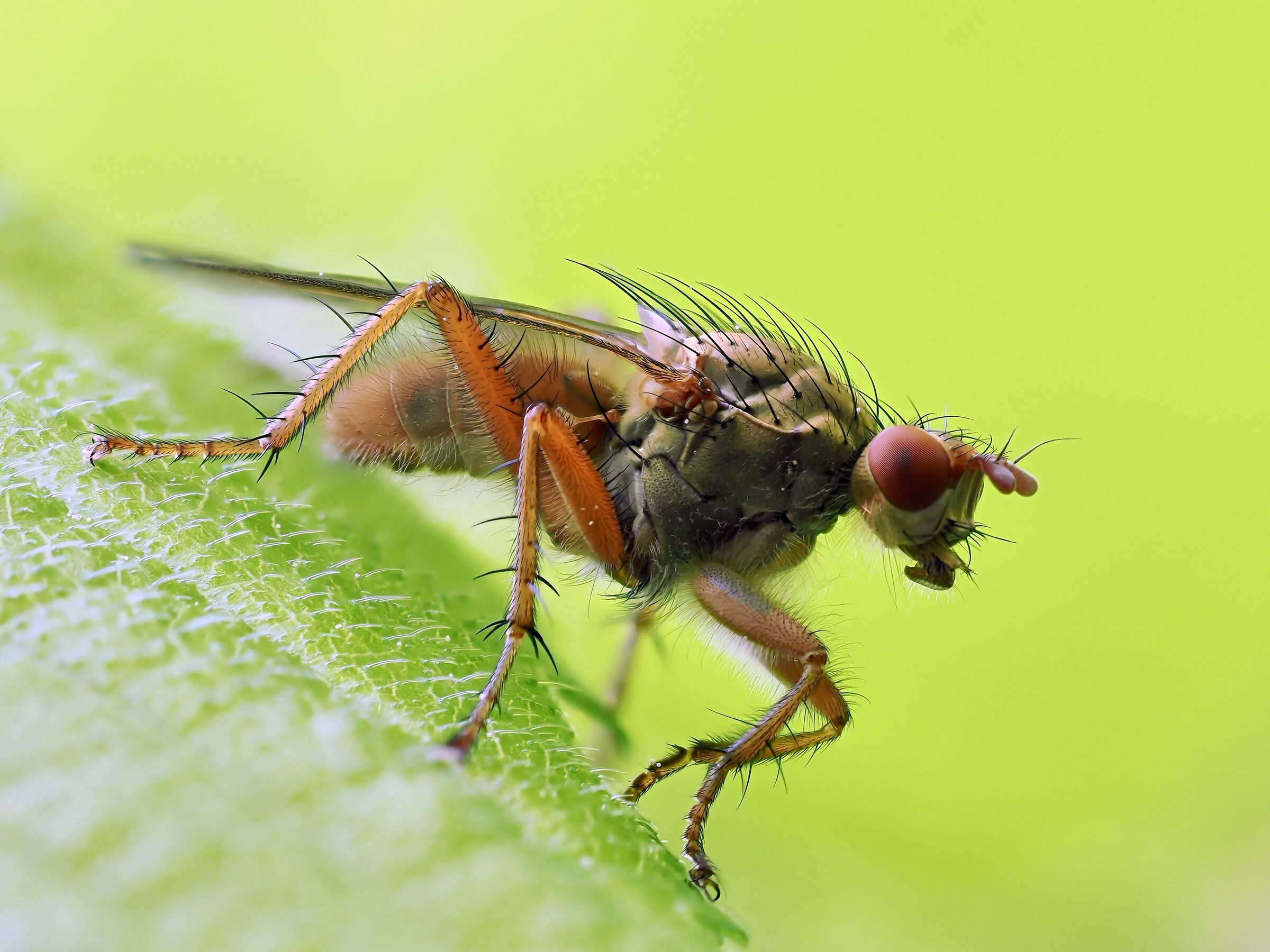 Scatophaga stercoraria
