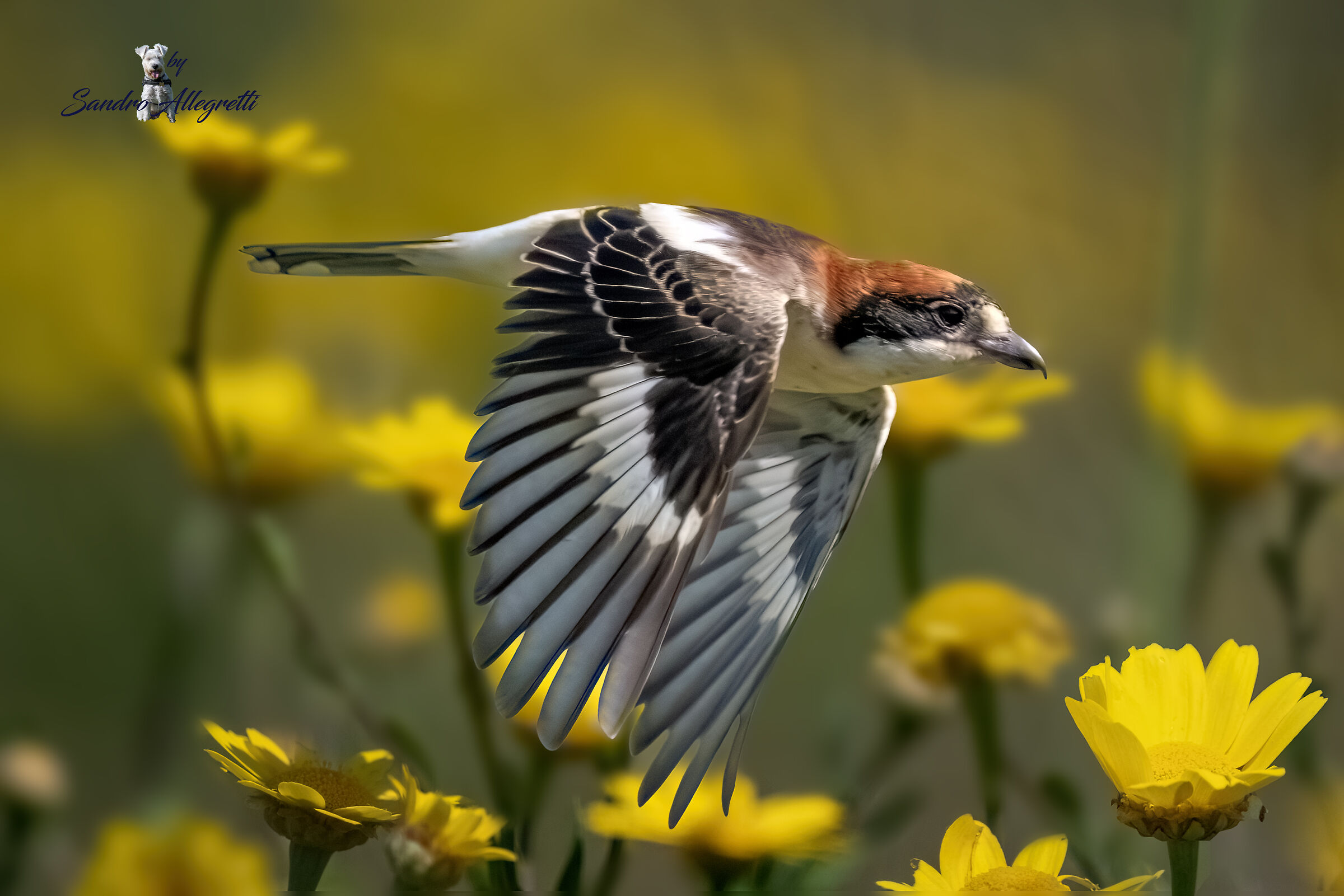 L'averla capirossa (Lanius senator)
