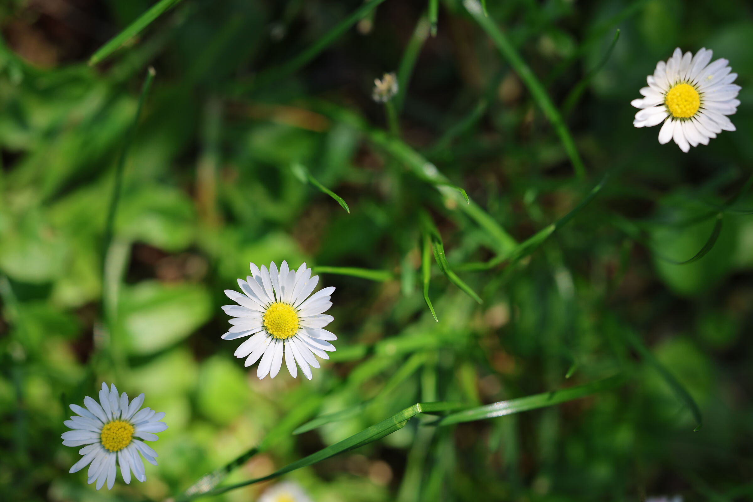 Bellis Perennis
