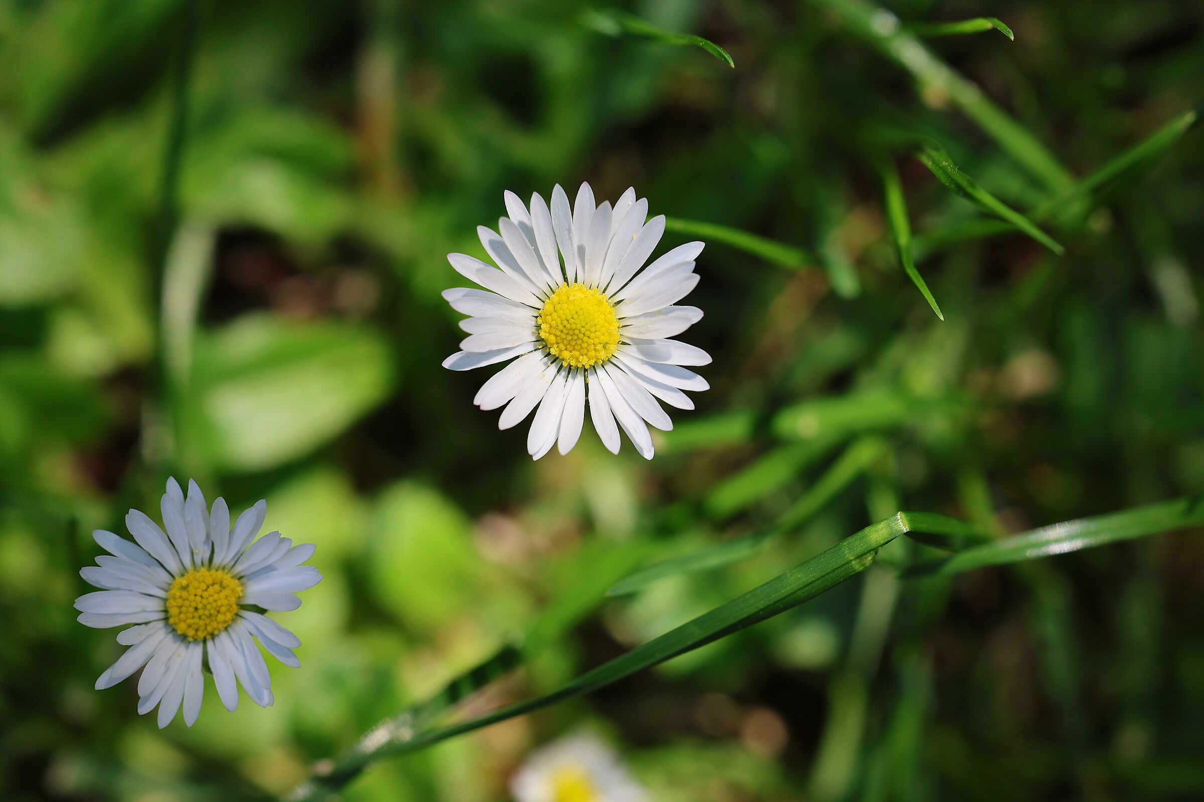 Bellis Perennis