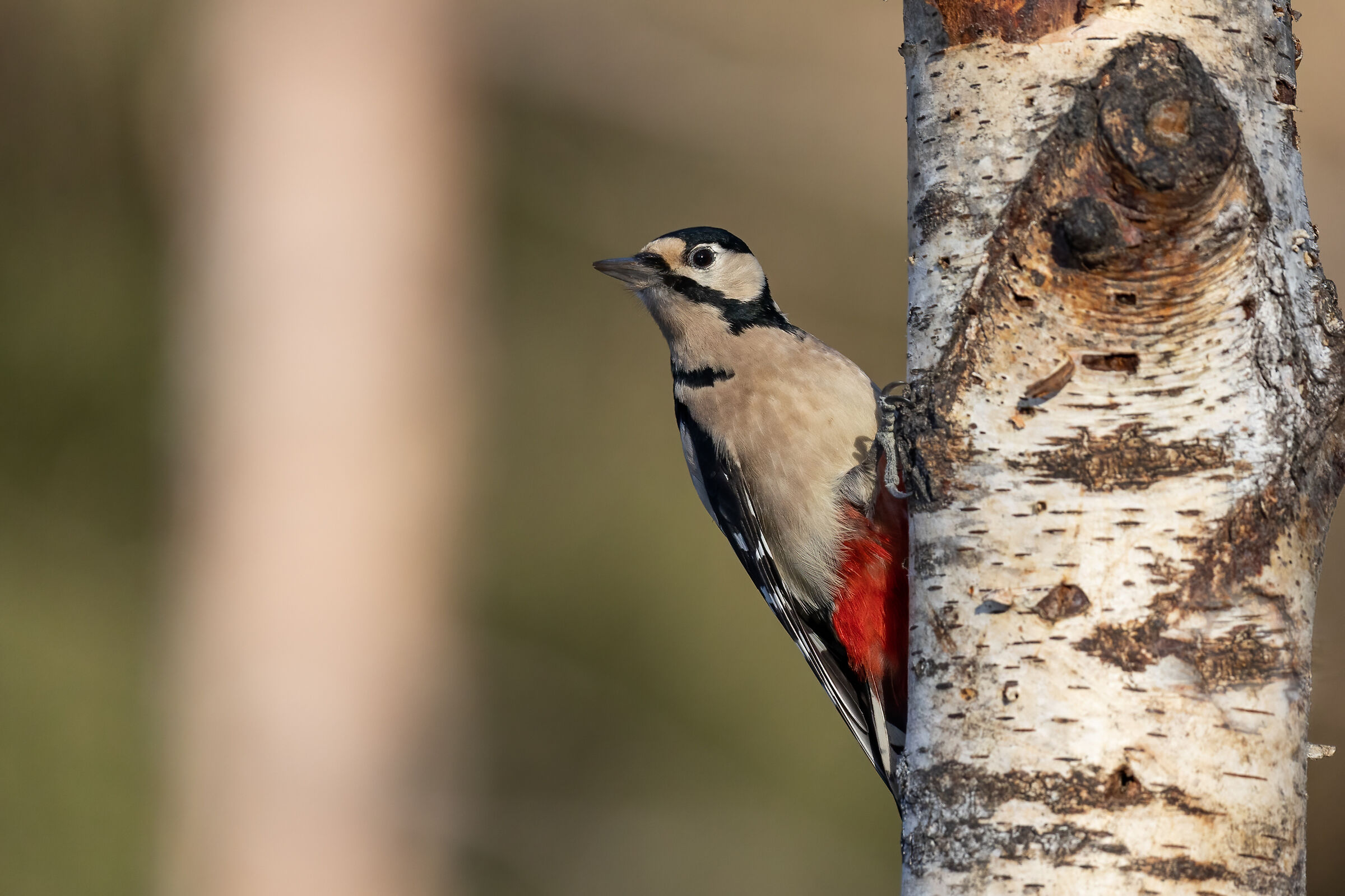 Great Spotted Woodpecker - Dendrocopos major