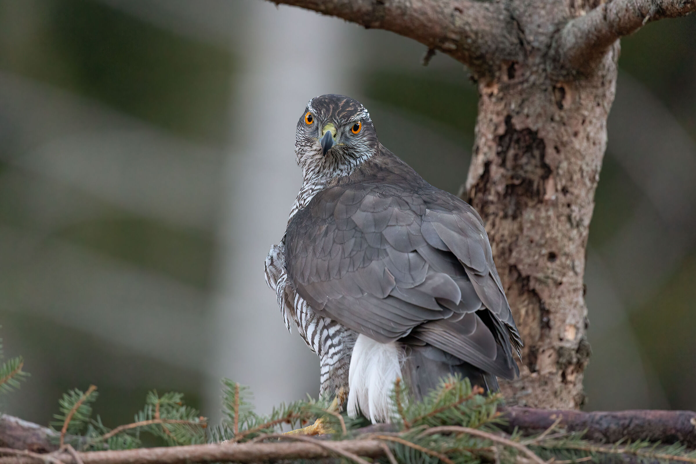 Goshawk - Accipiter gentilis
