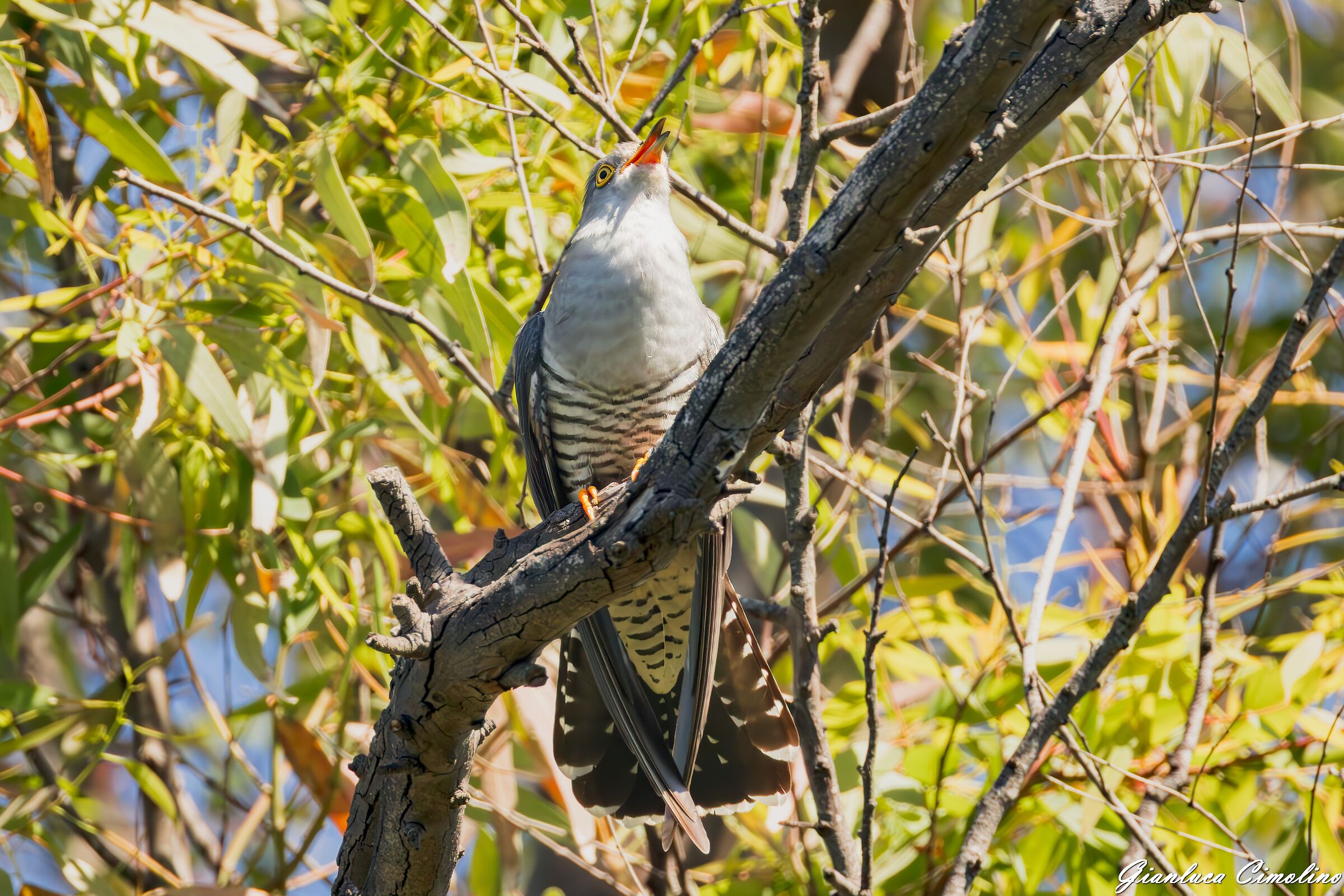 Cuckoo, Cuculus Canorus