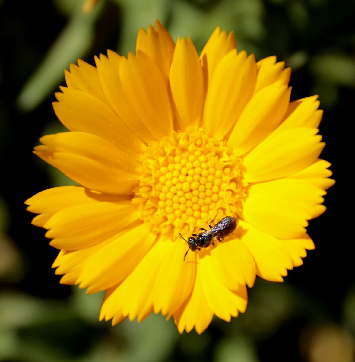 Macro