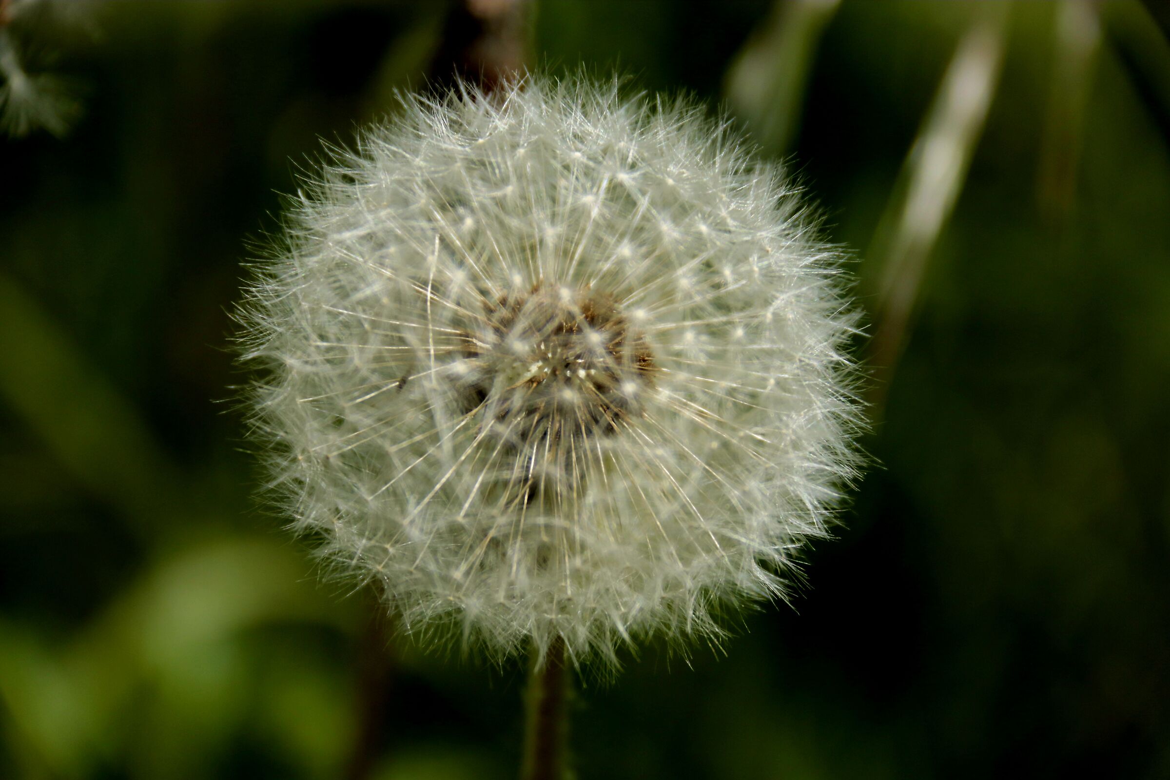 Macro soffione