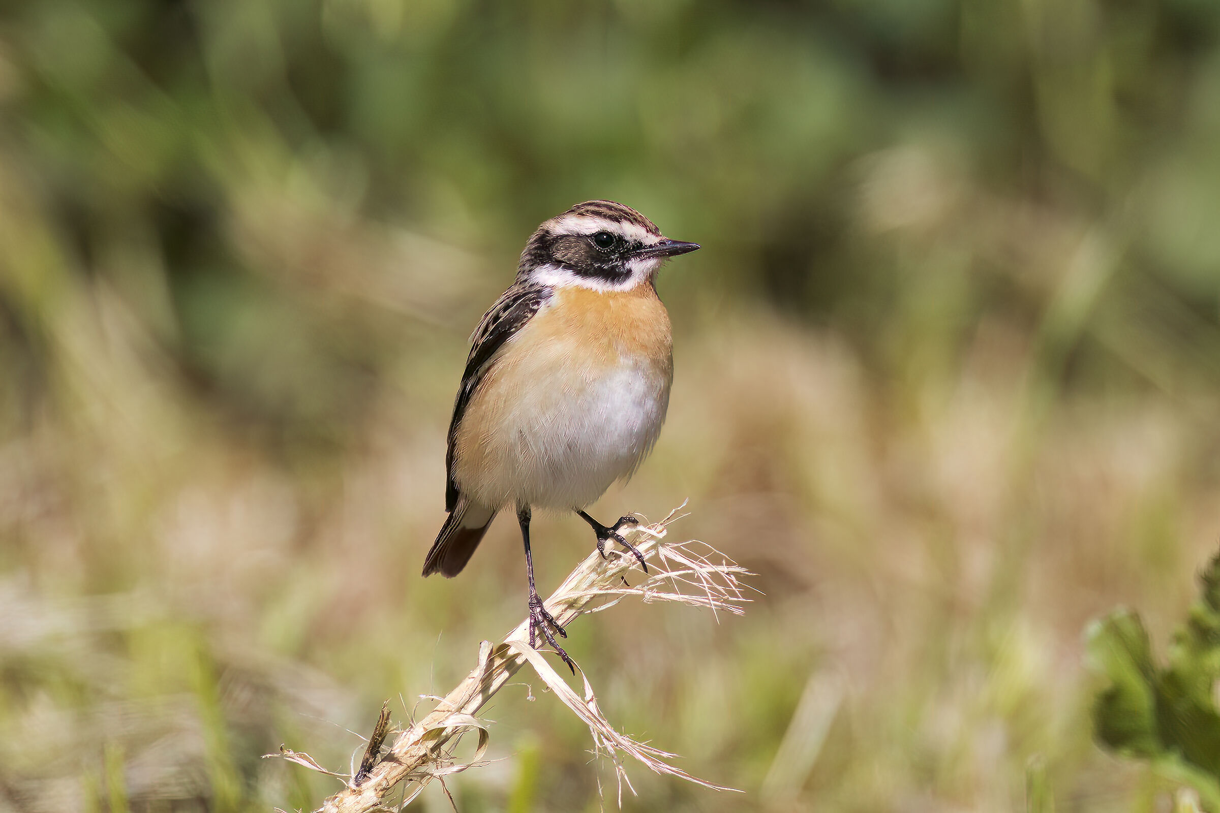 Whinchat