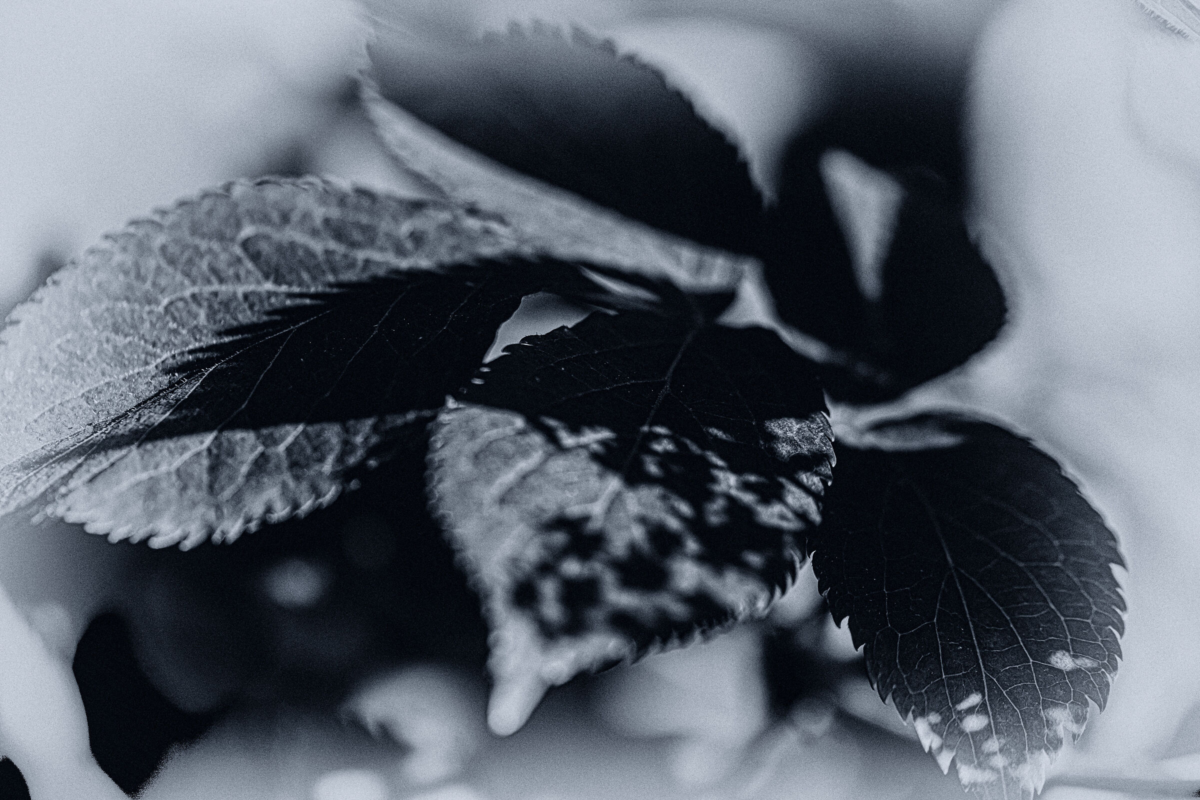 Untitled Photo