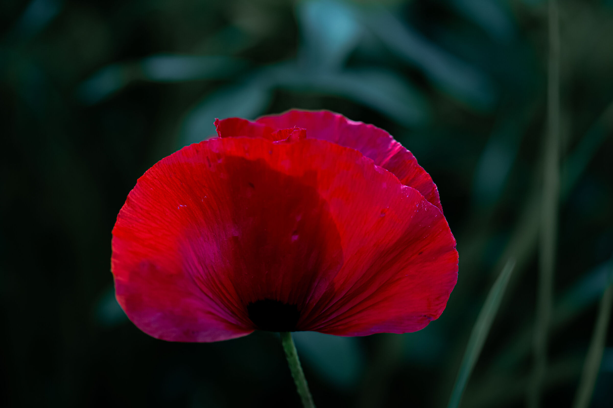 Untitled Photo