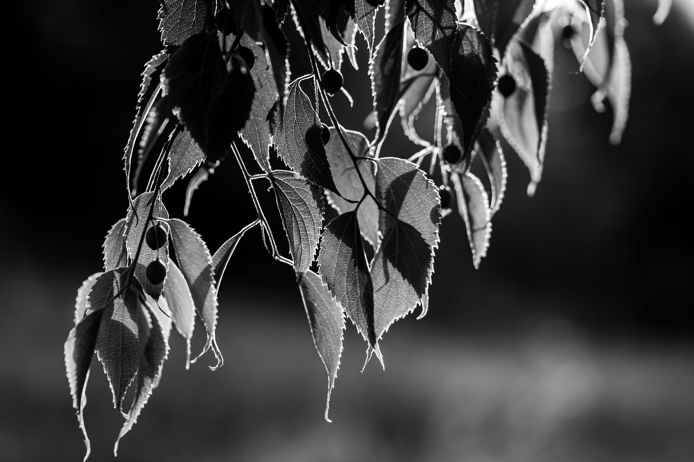 Untitled Photo
