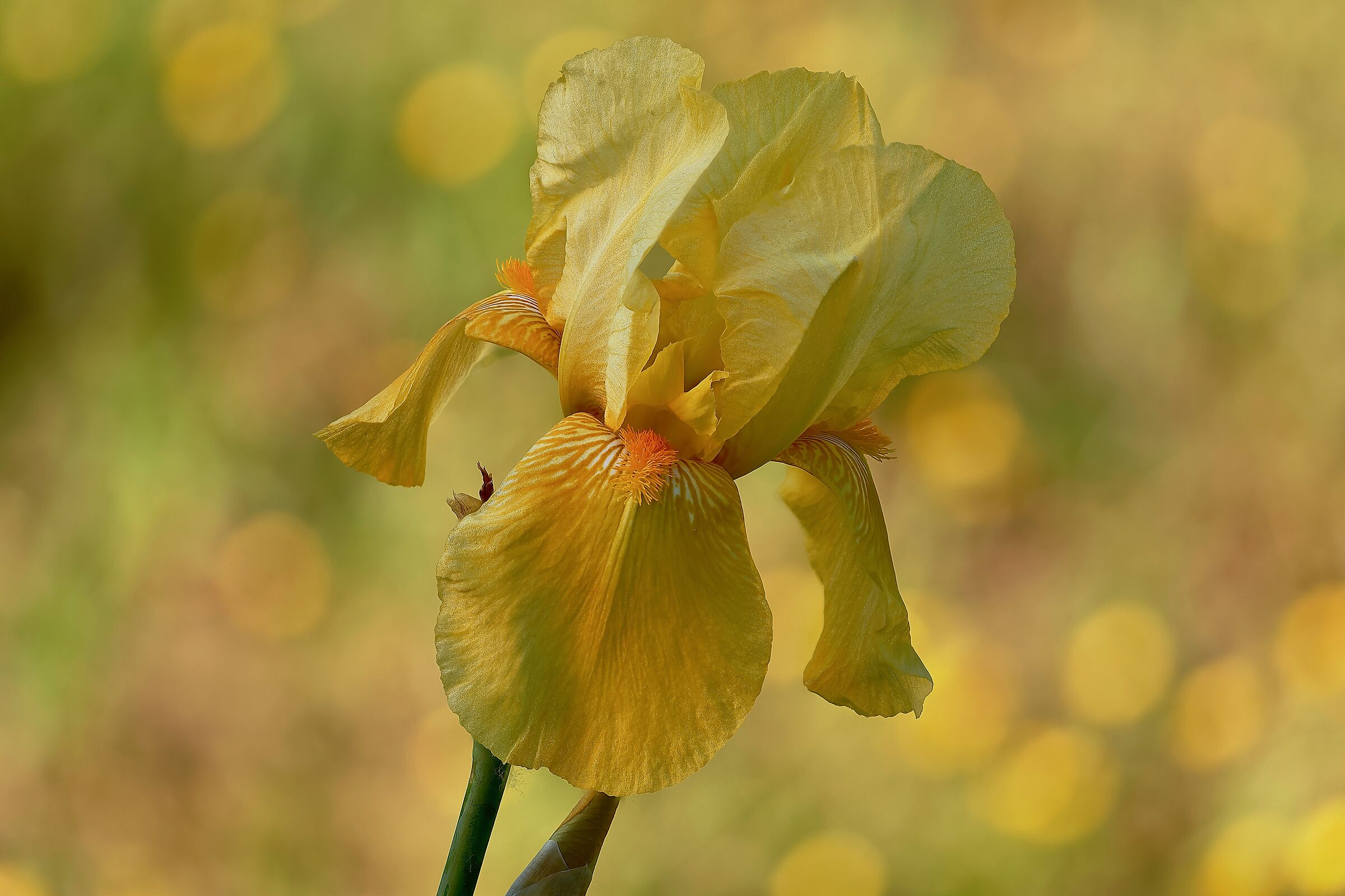 Yellow Iris