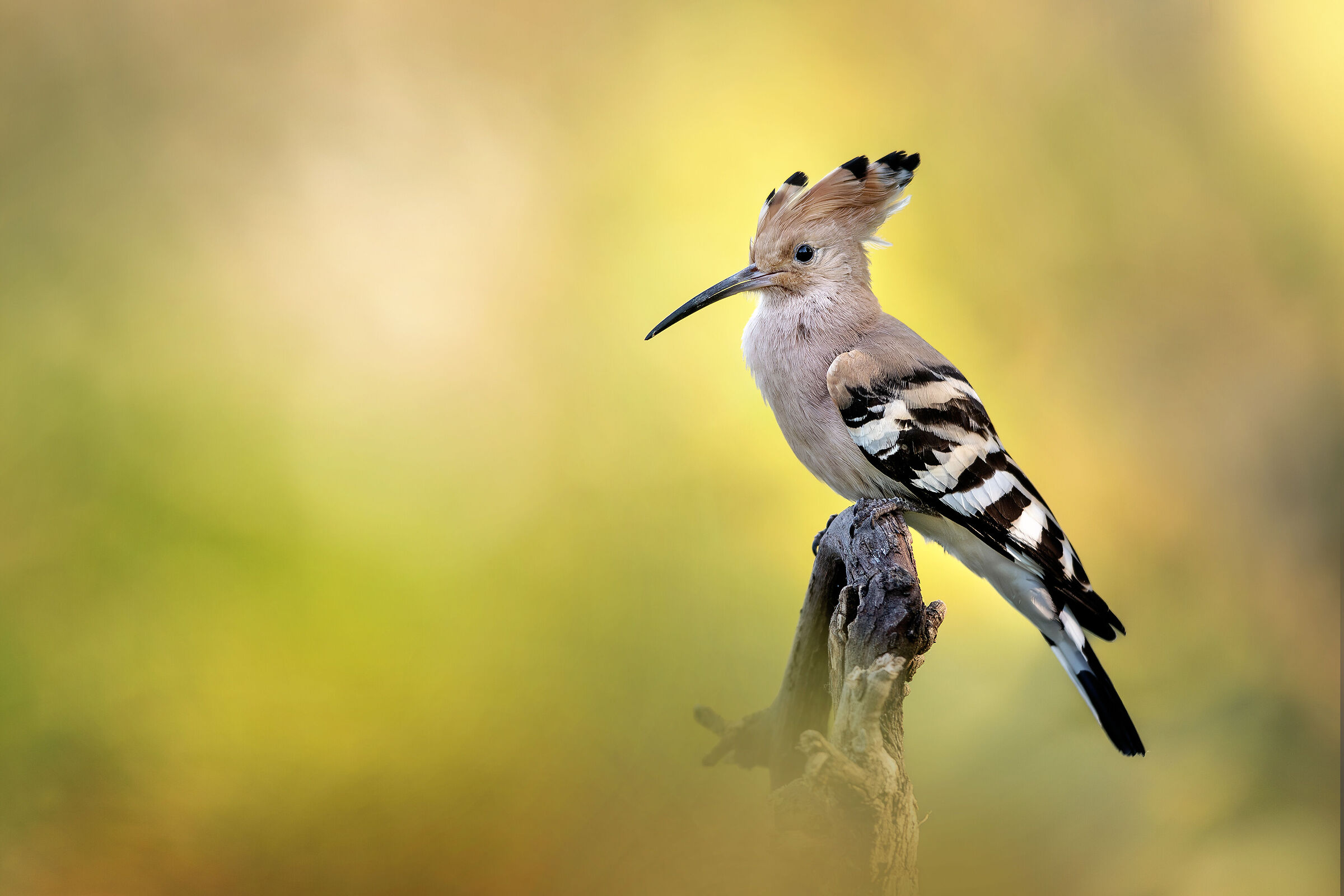 Hoopoe