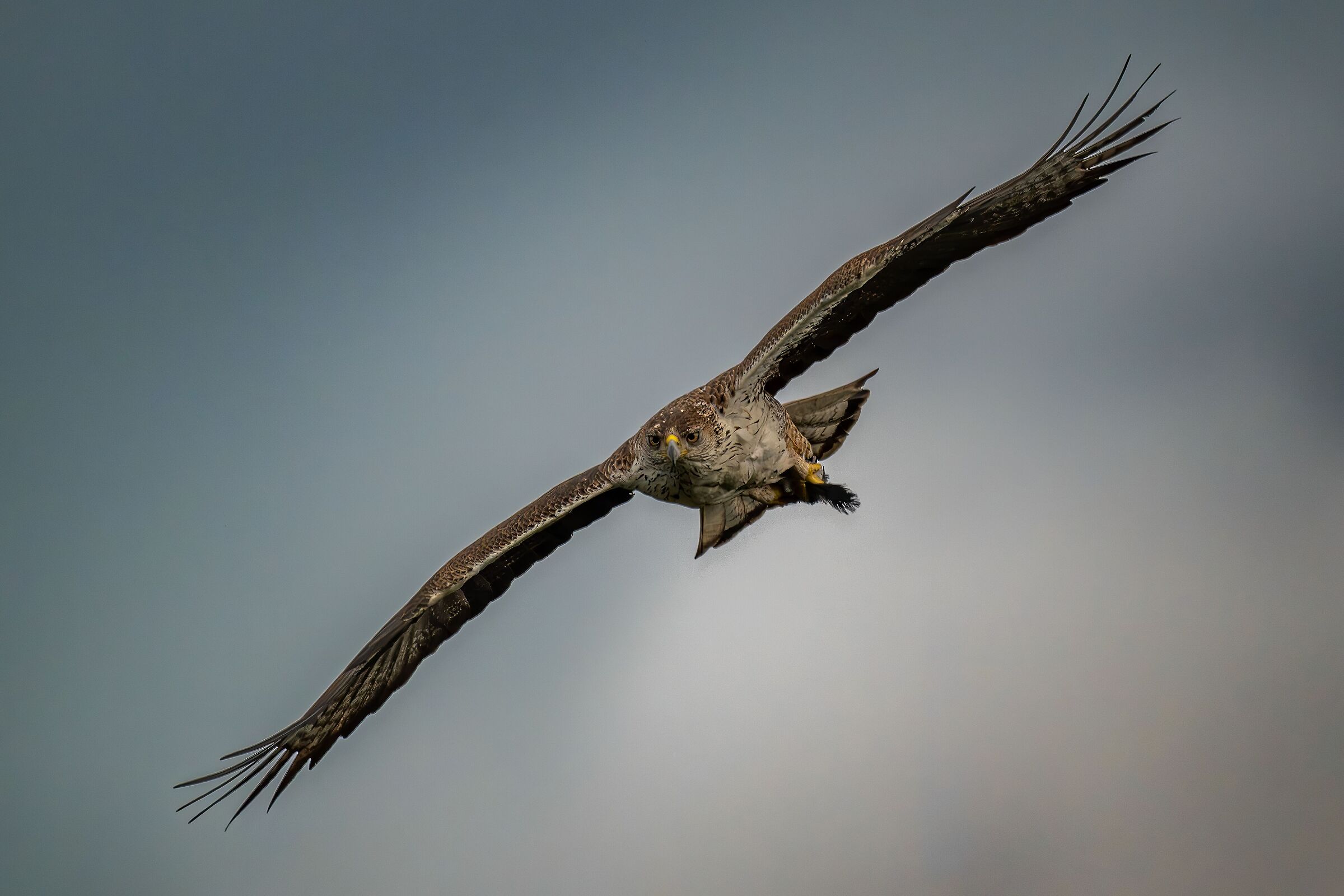 Bonelli's eagle in flight