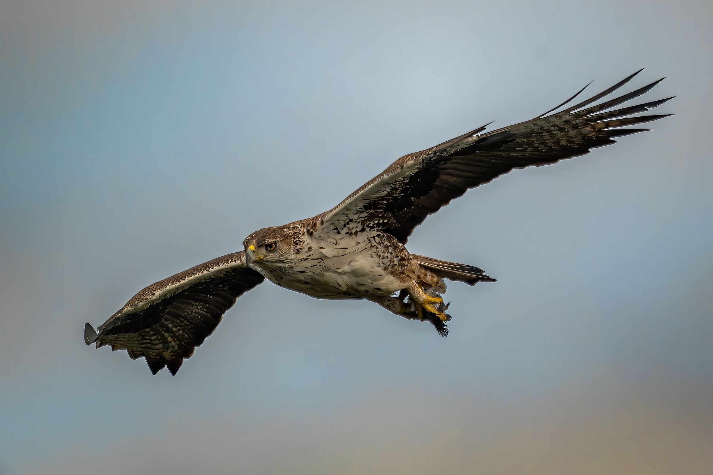 Bonelli's eagle in flight