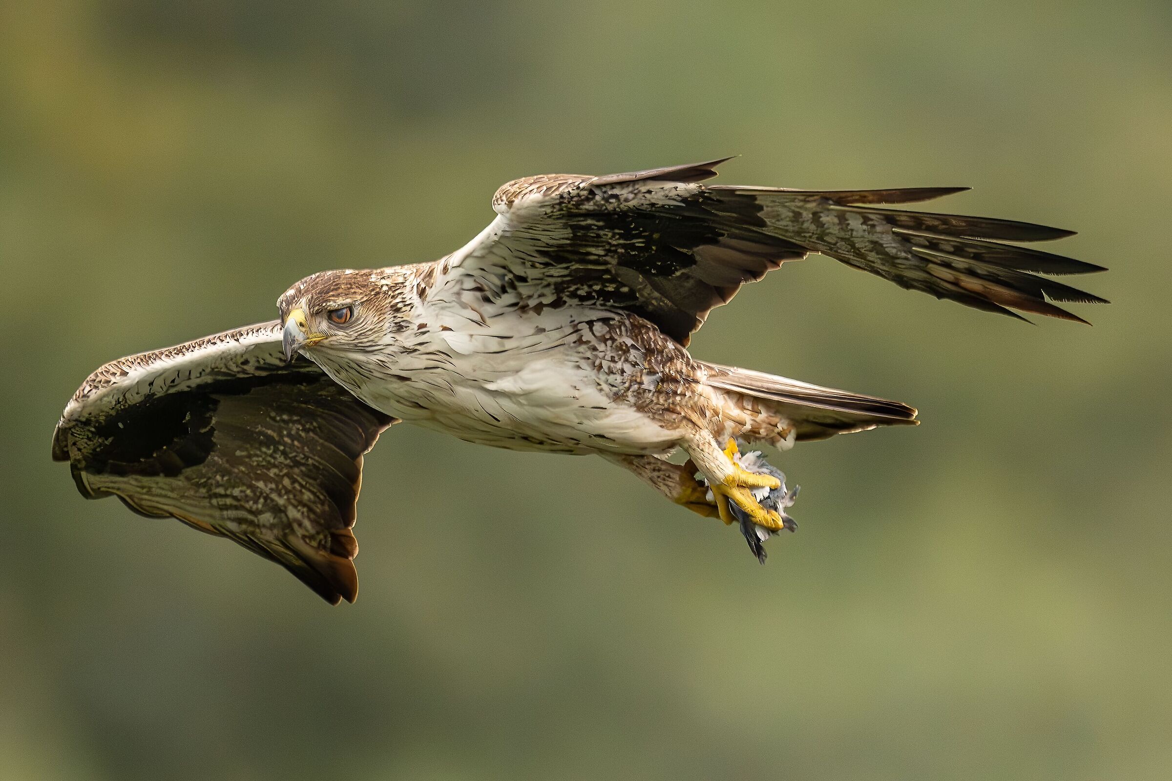 Bonelli's eagle in flight