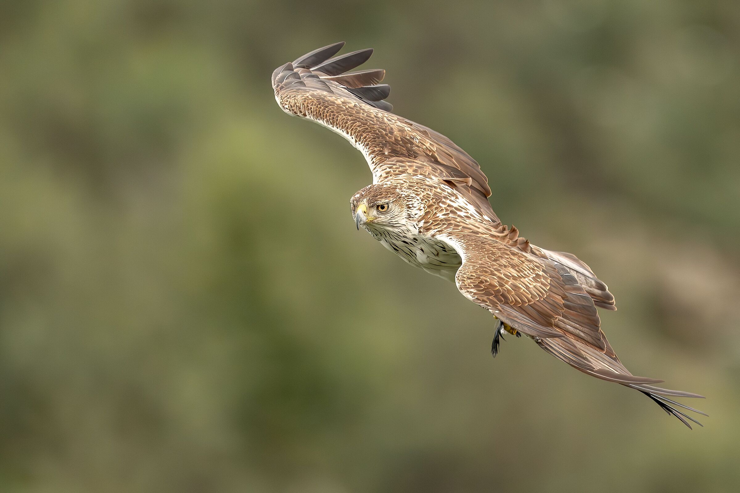 Bonelli's eagle in flight