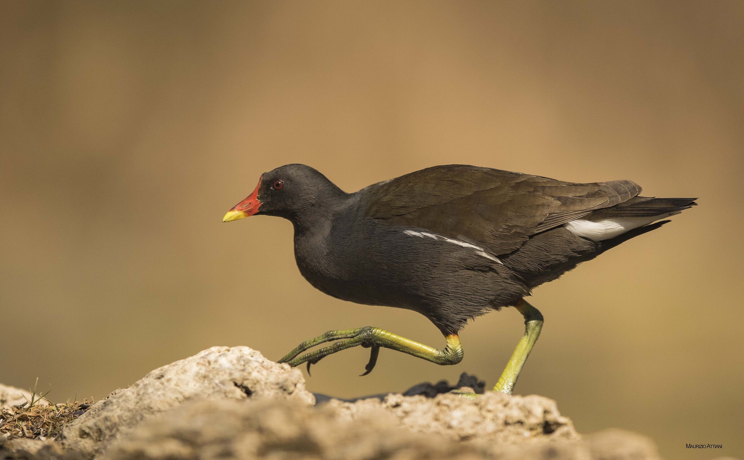 Gallinella ( Oasi di Alviano cap. passeracei )