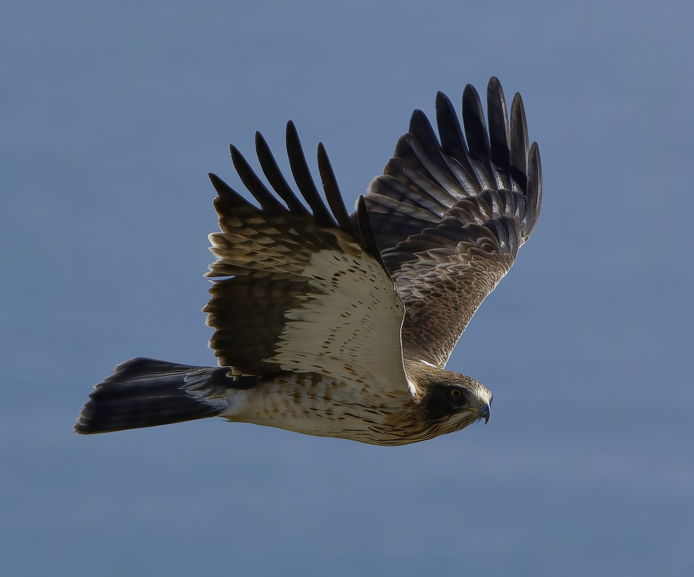 Booted eagle