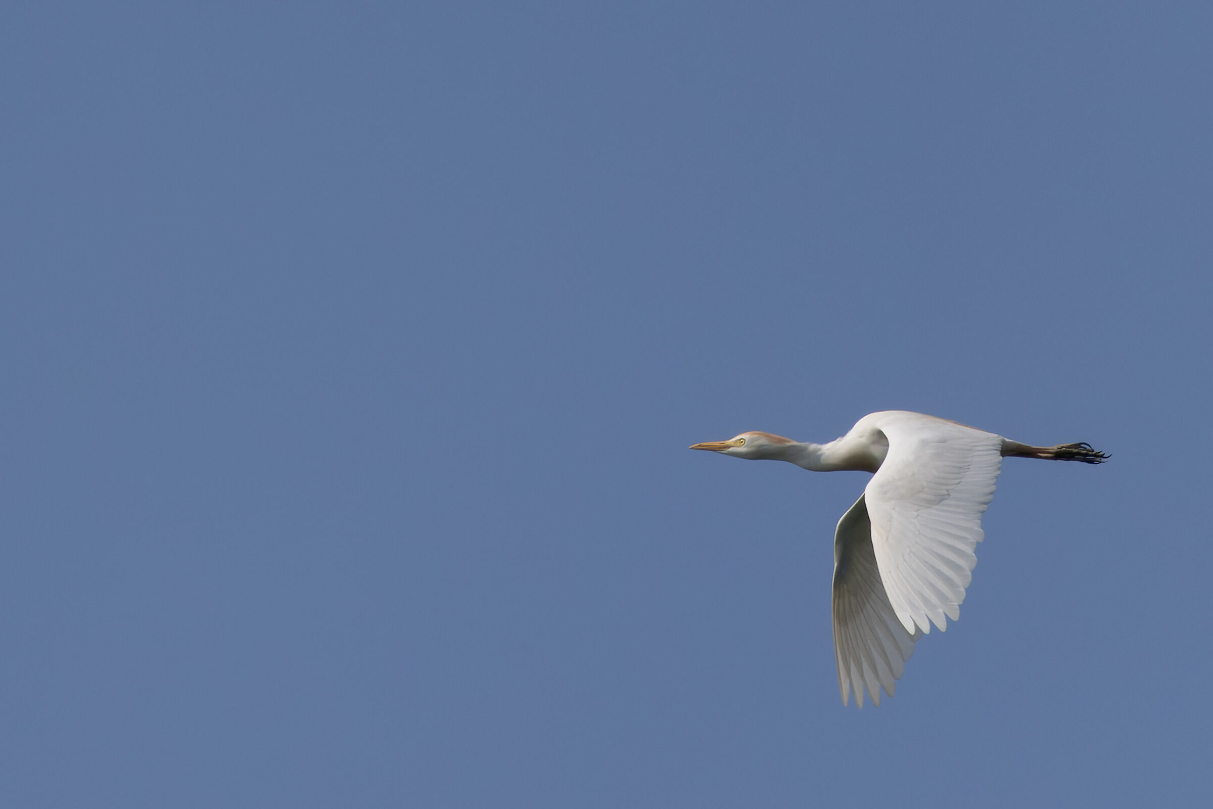 Cattle egret