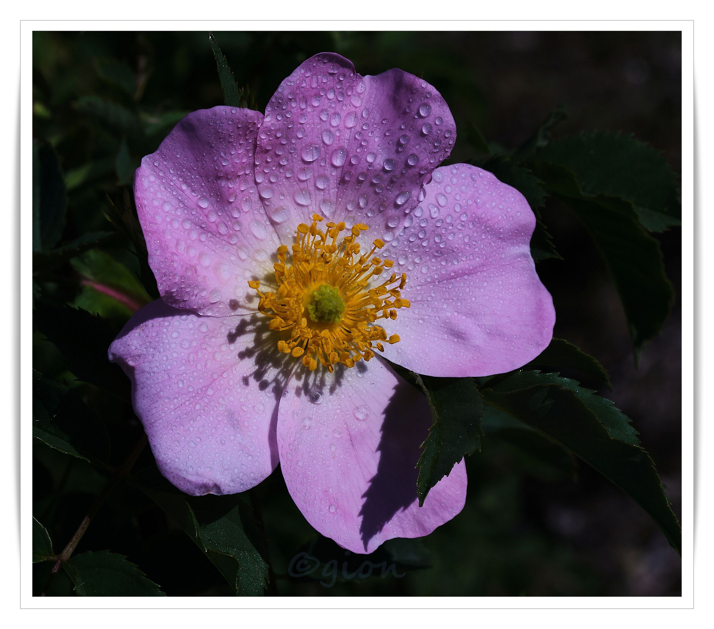Rosa canina 1