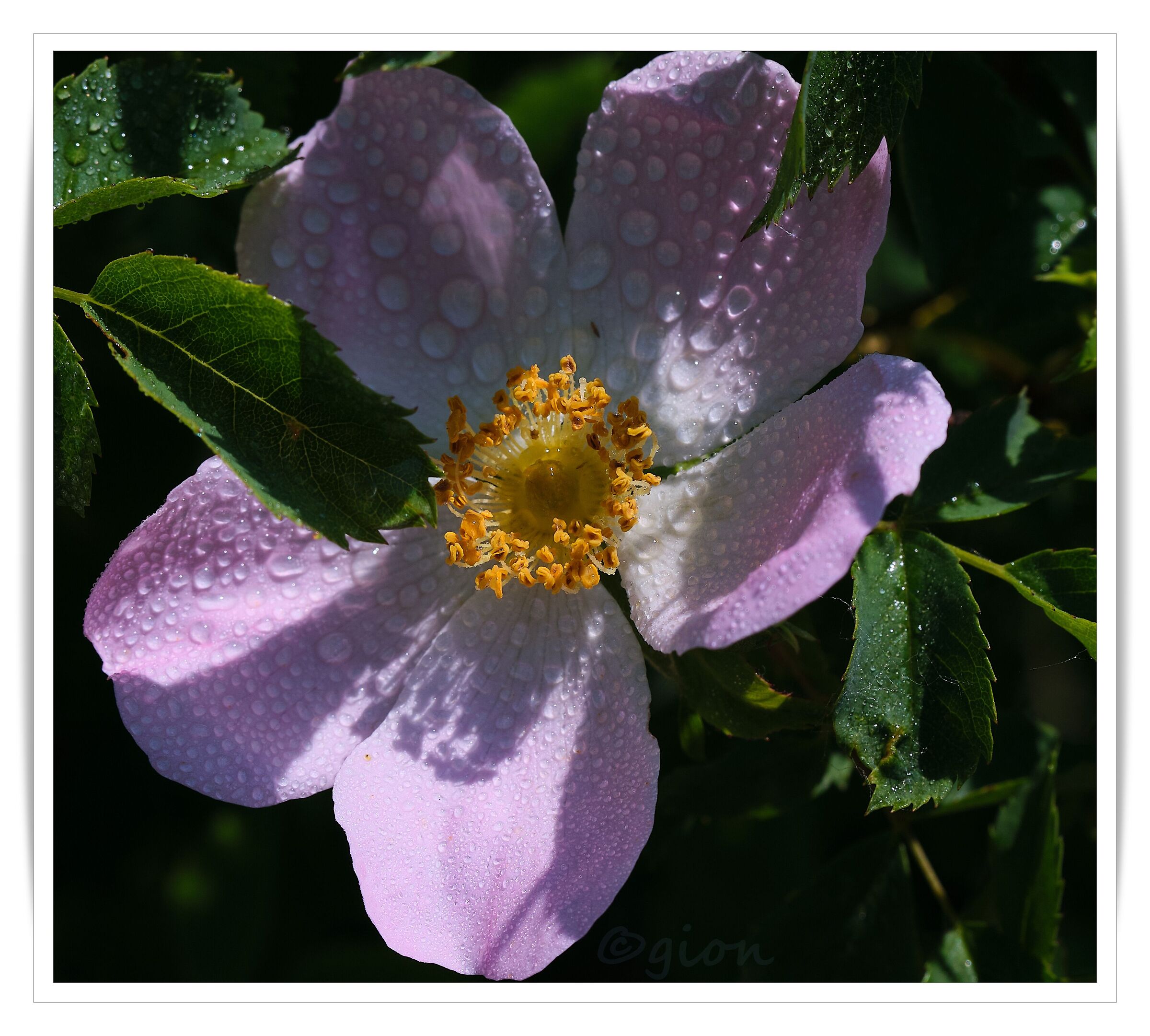 Rosa canina 2
