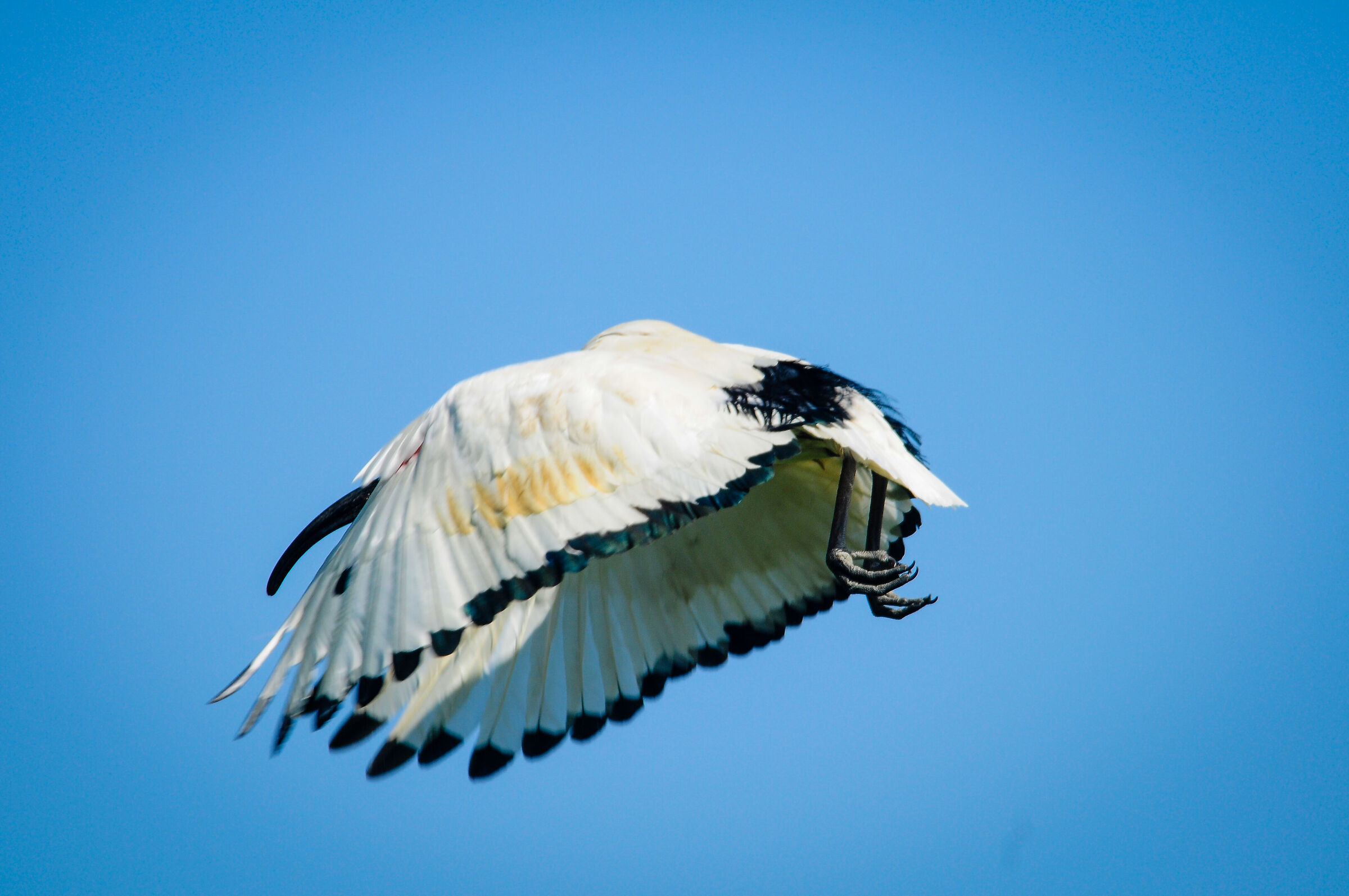 Sacred Ibis (Threskiornis aethiopicus)