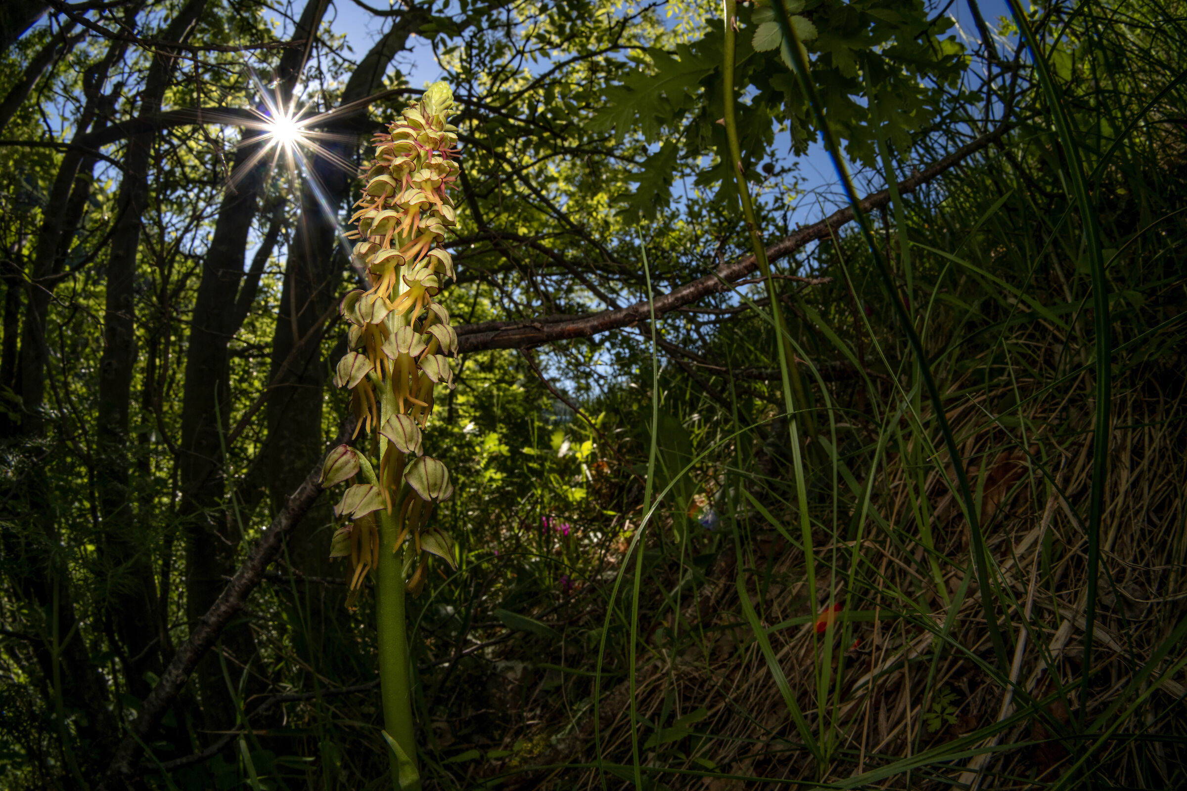 Orchis anthropophora