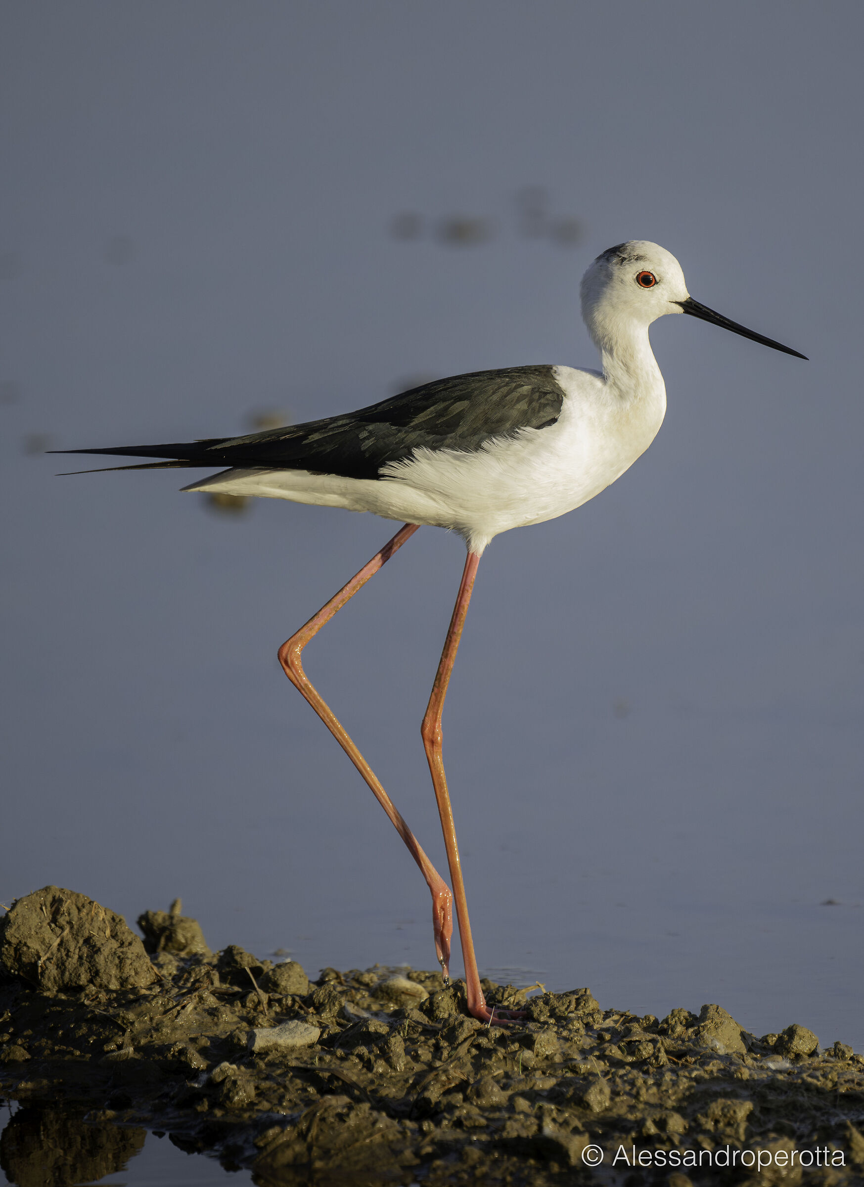 Himantopus himantopus