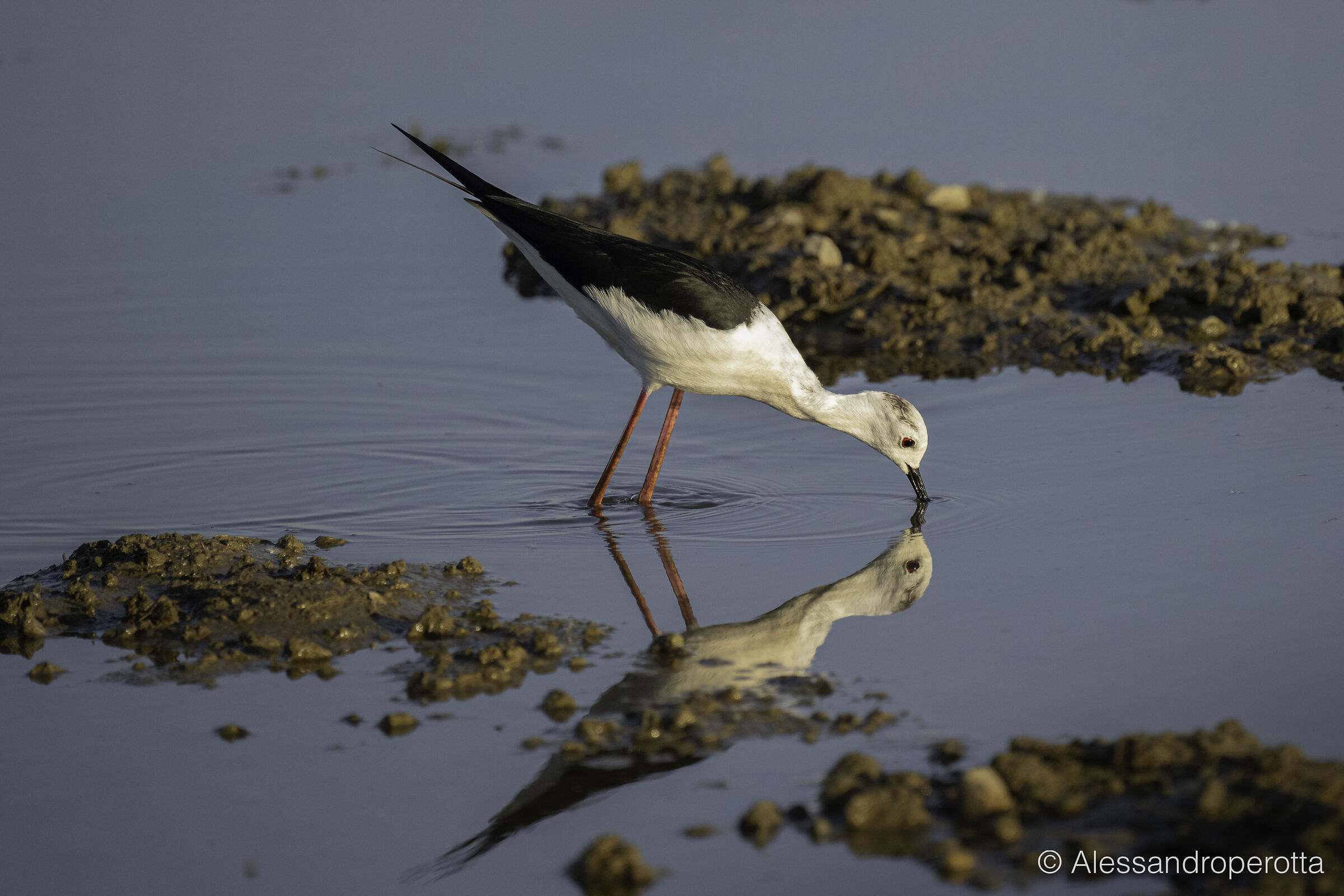 Himantopus himantopus