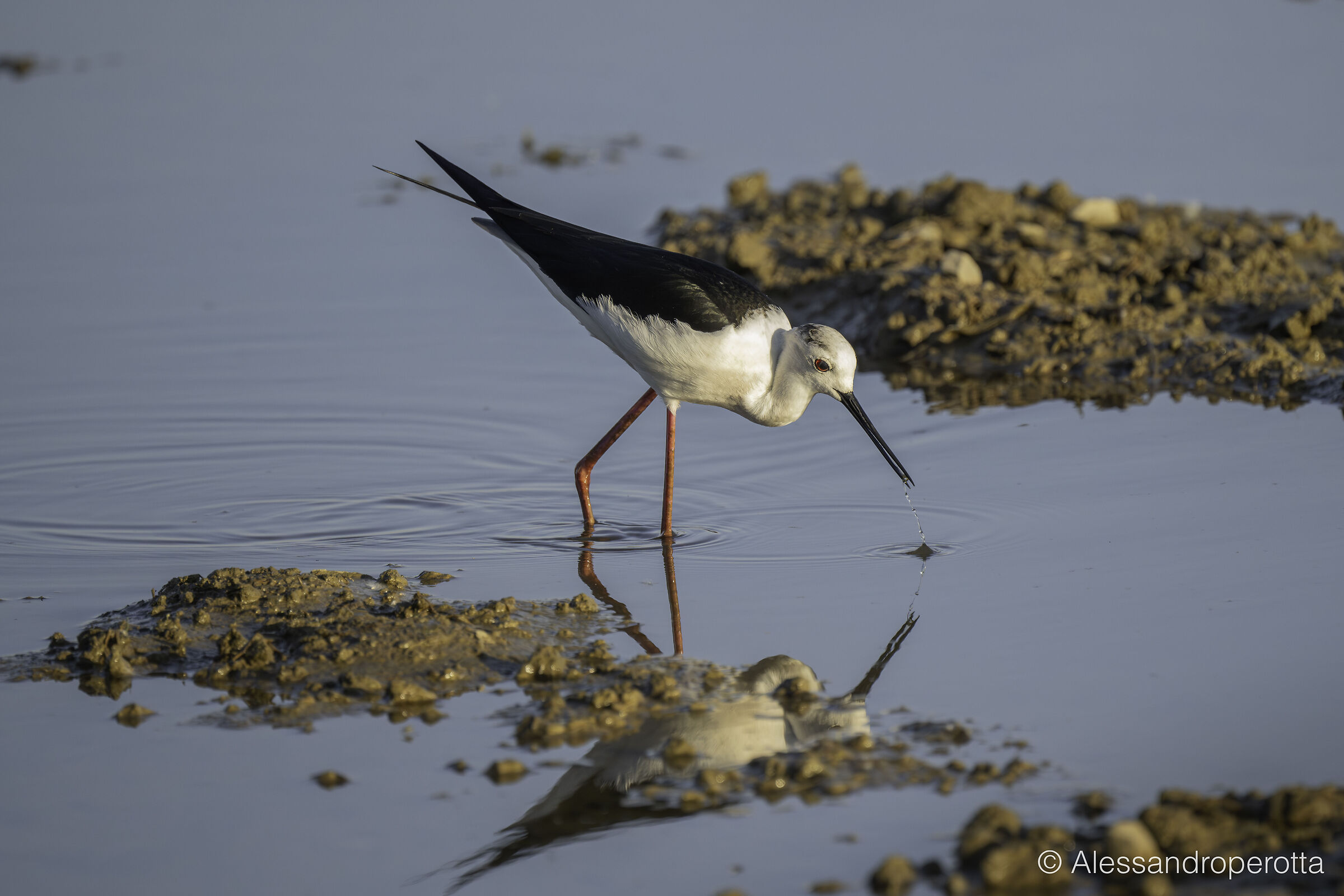 Himantopus himantopus