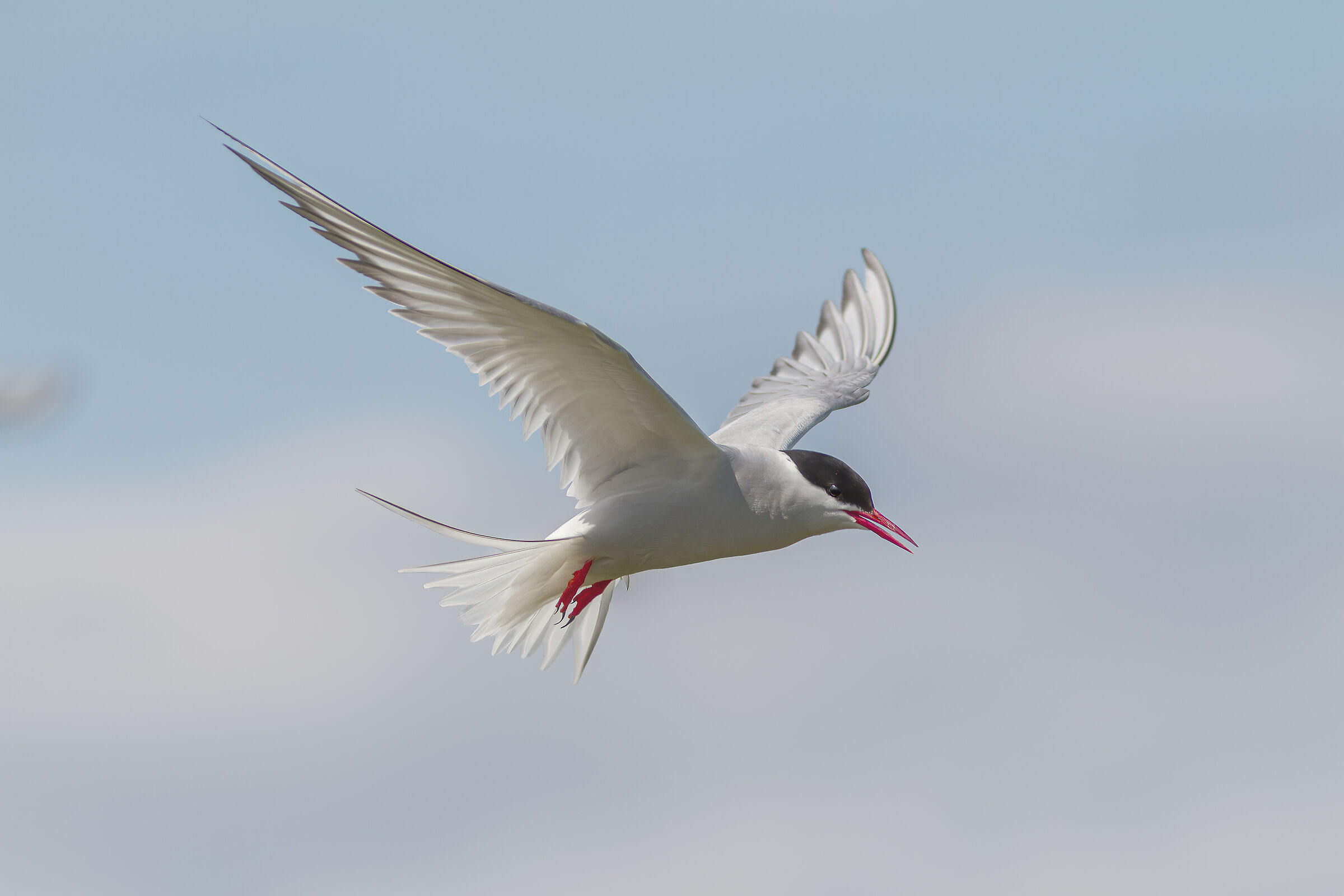 Tern