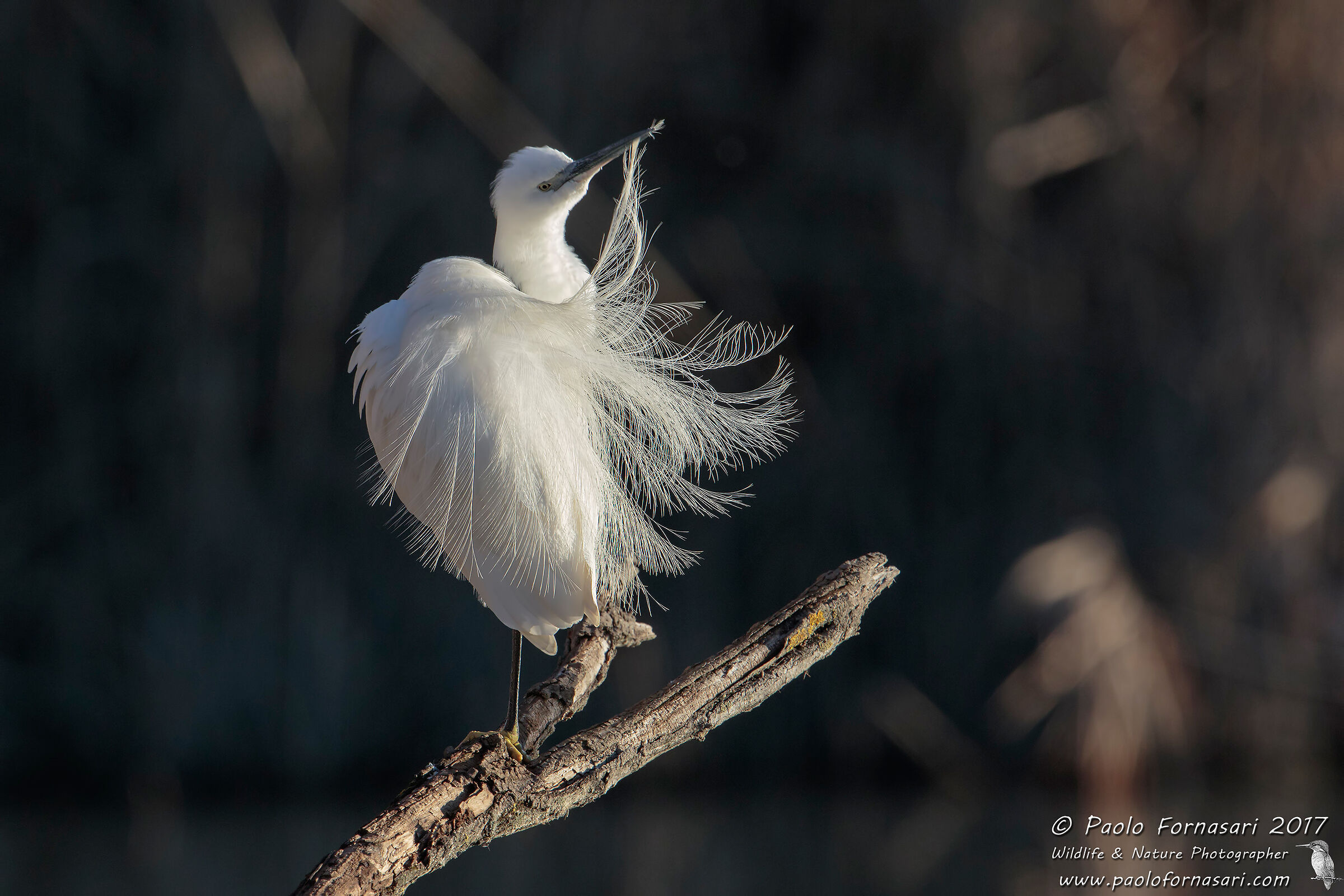 Egret in preening (Egretta garzetta)