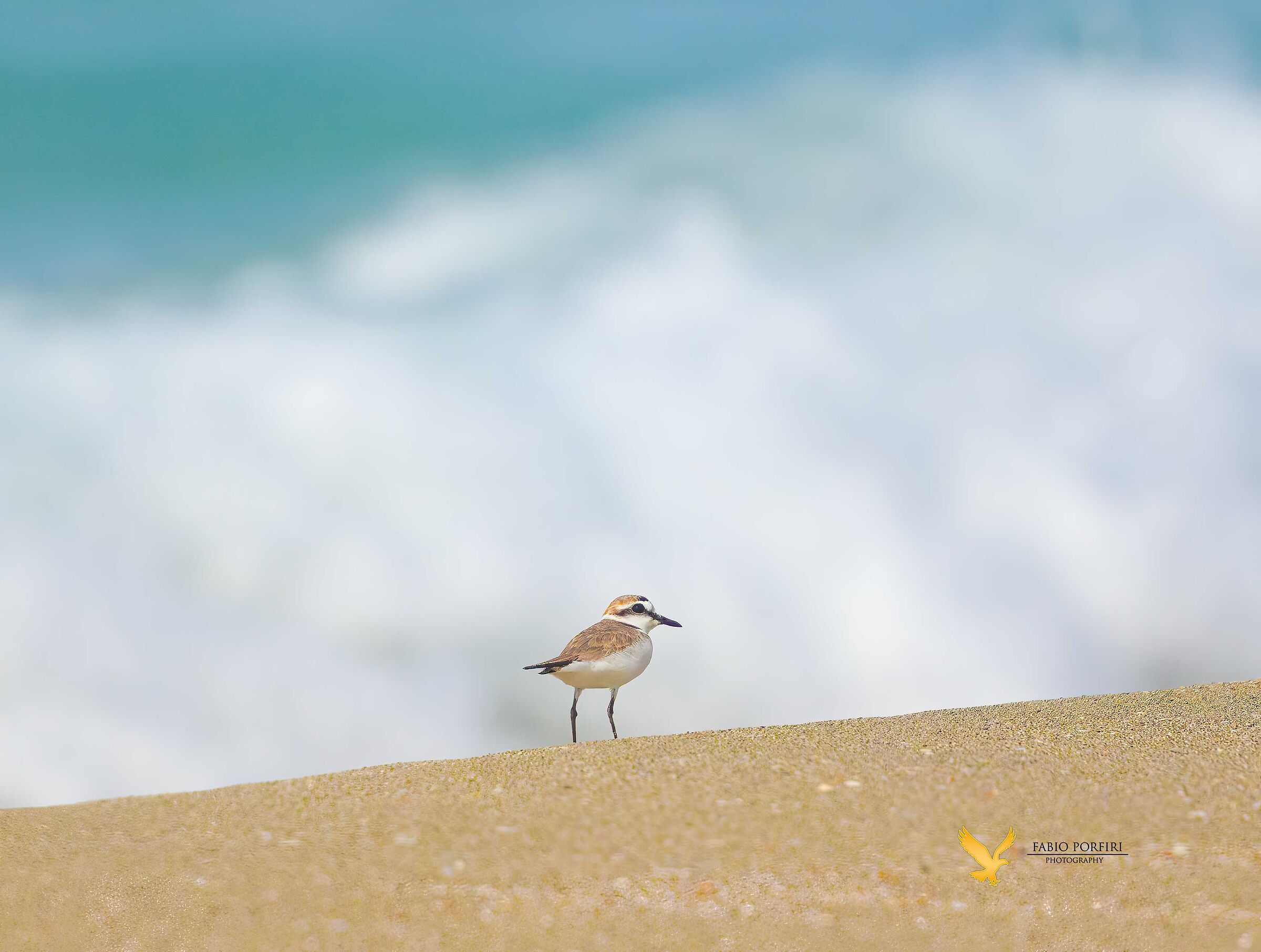 La solitudine del fratino