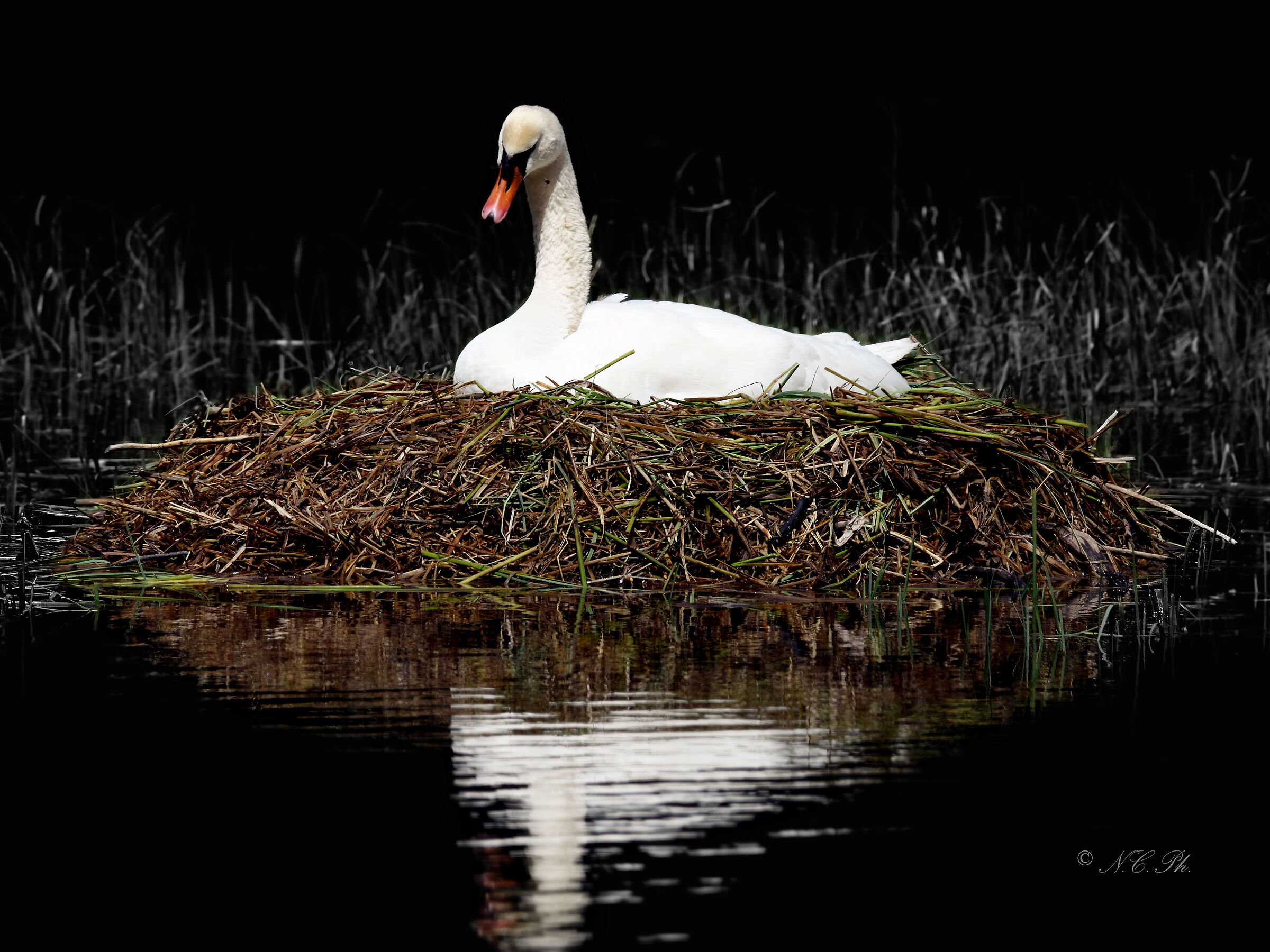 Swan in brooding