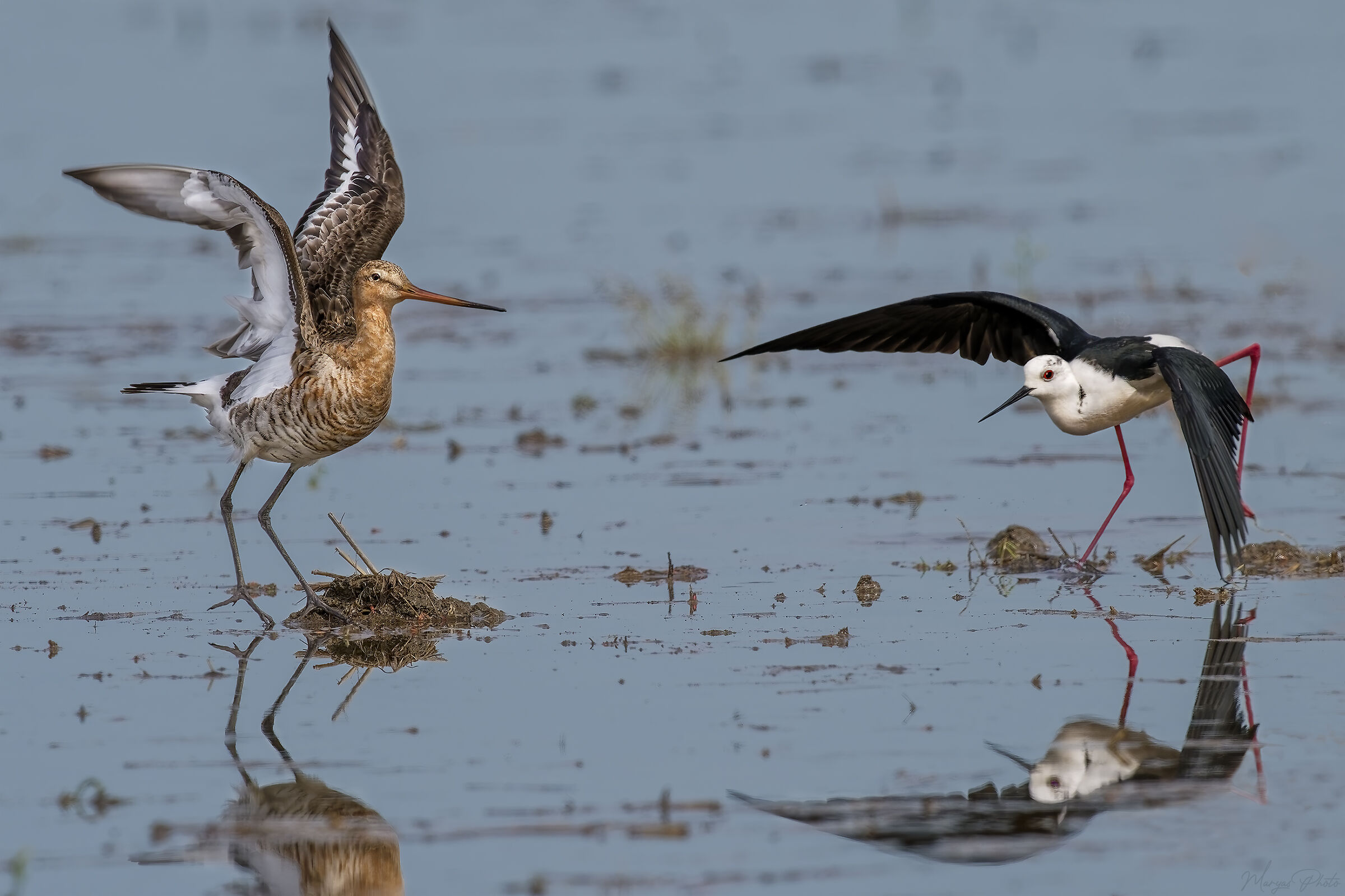 Scaramucce in risaia