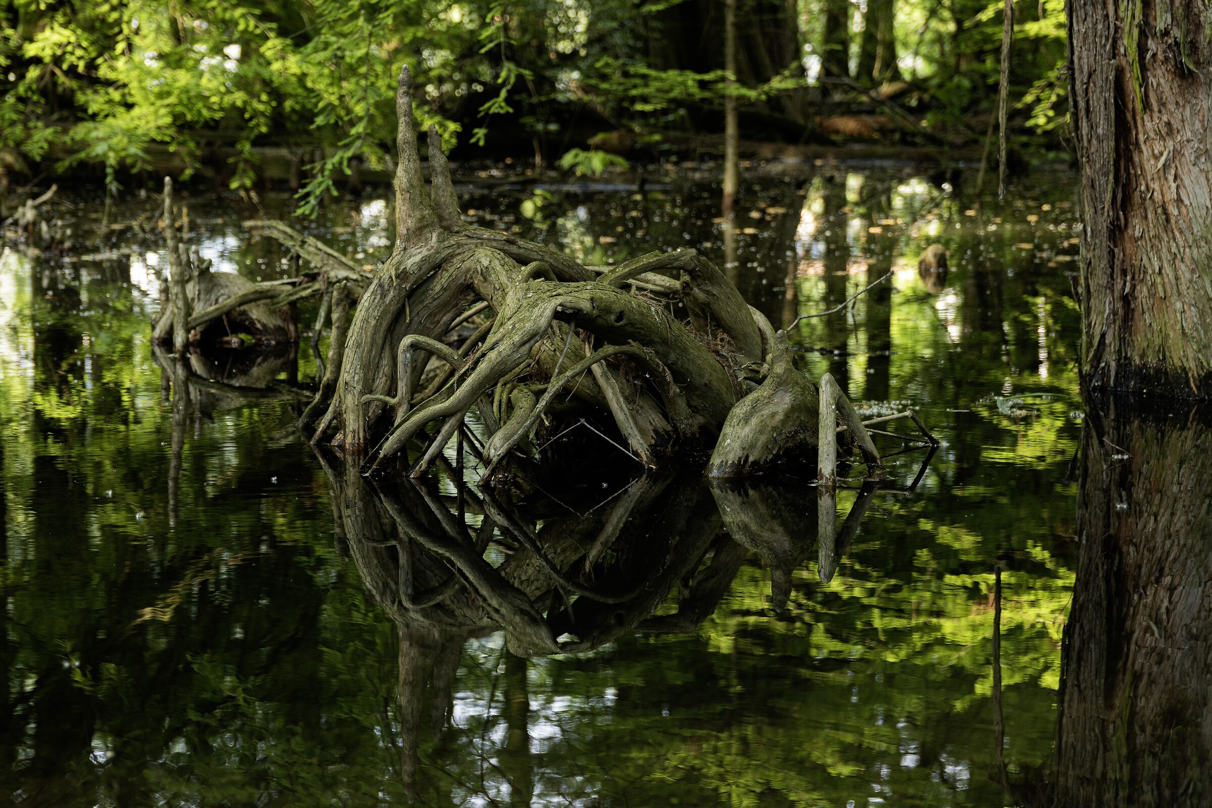 Roots