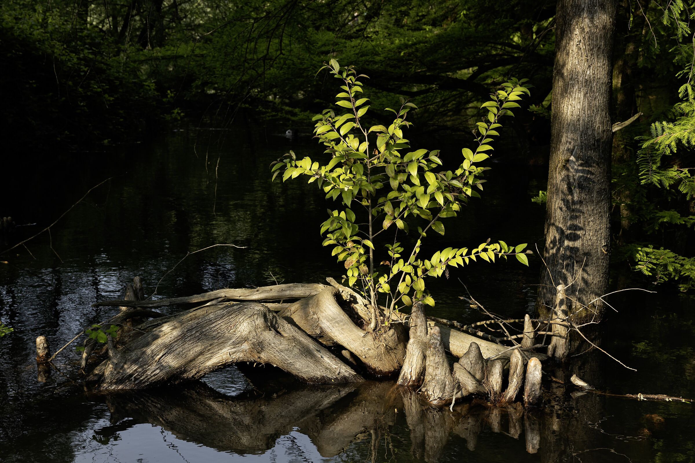 Roots