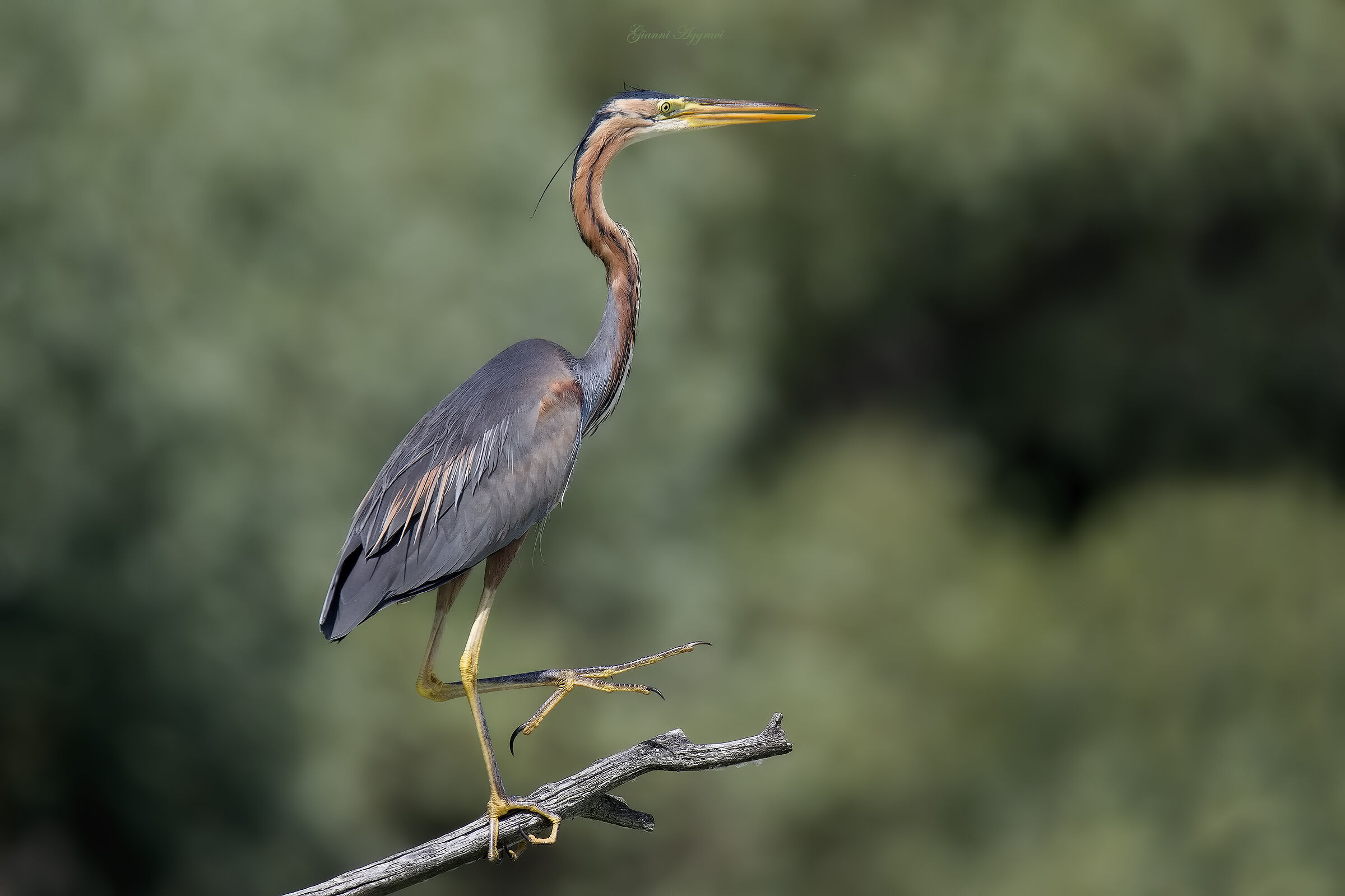 The red in a beautiful pose
