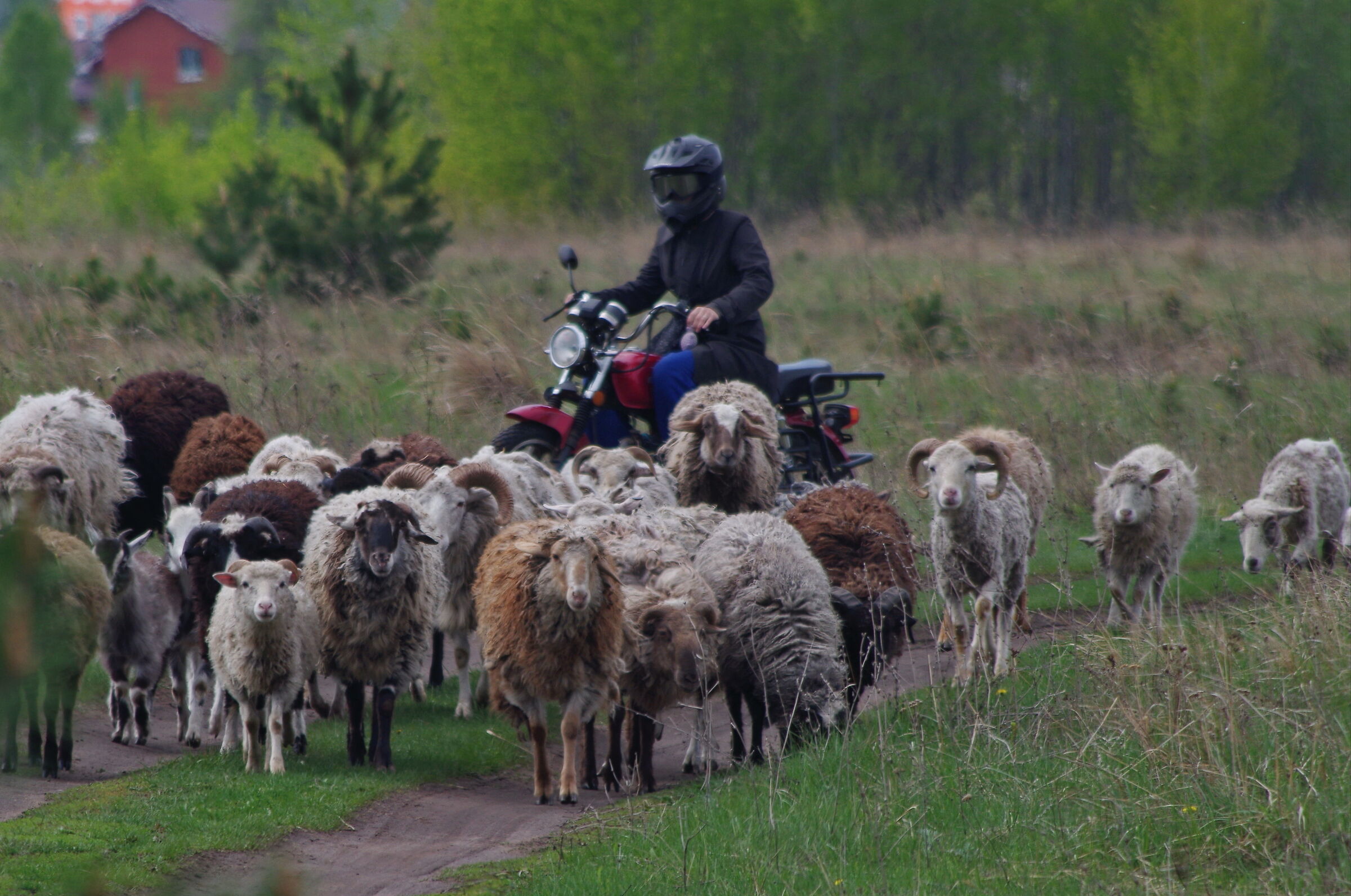 a shepherdess on a motorcycle