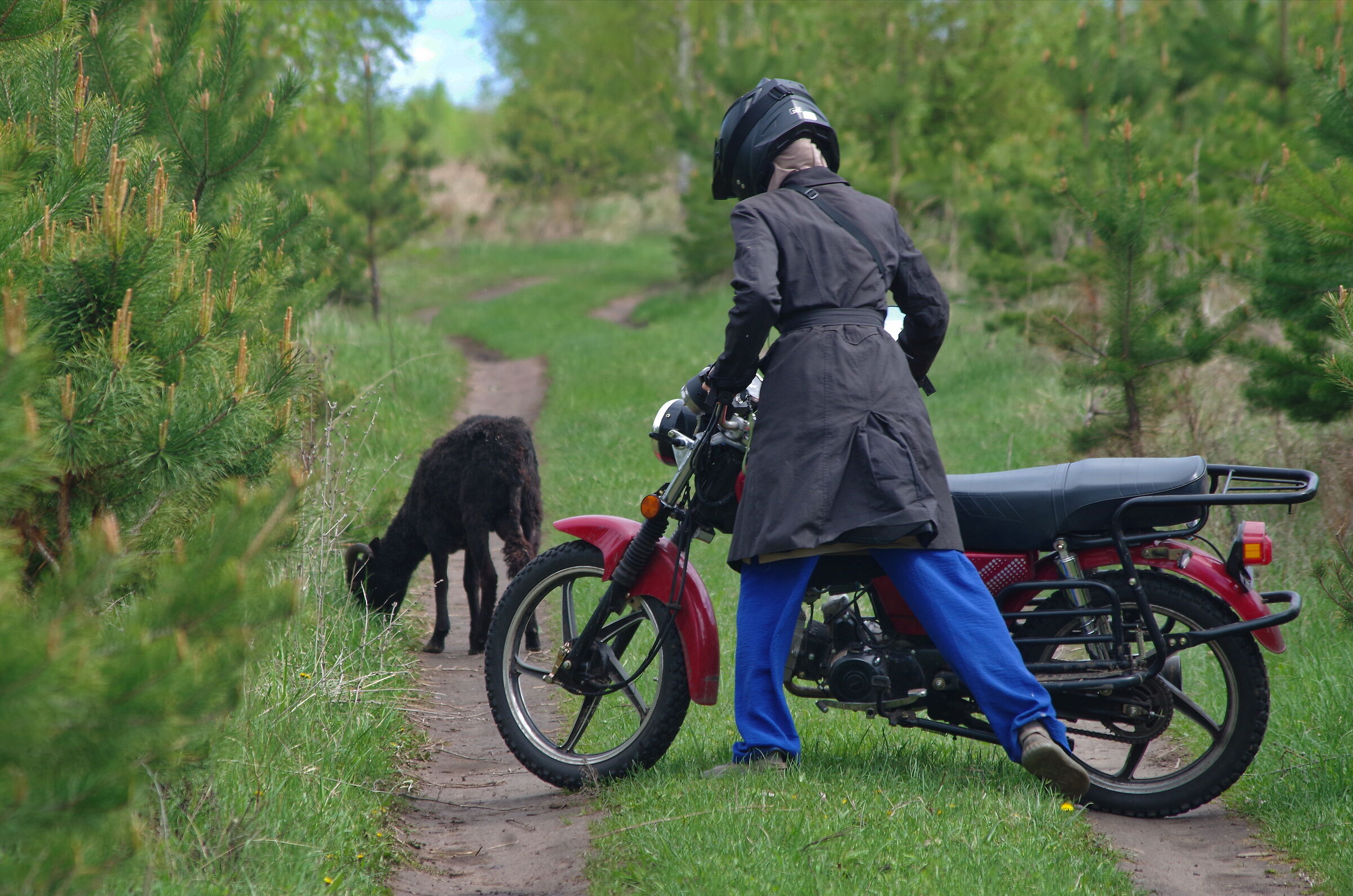 a young shepherdess on a motorcycle
