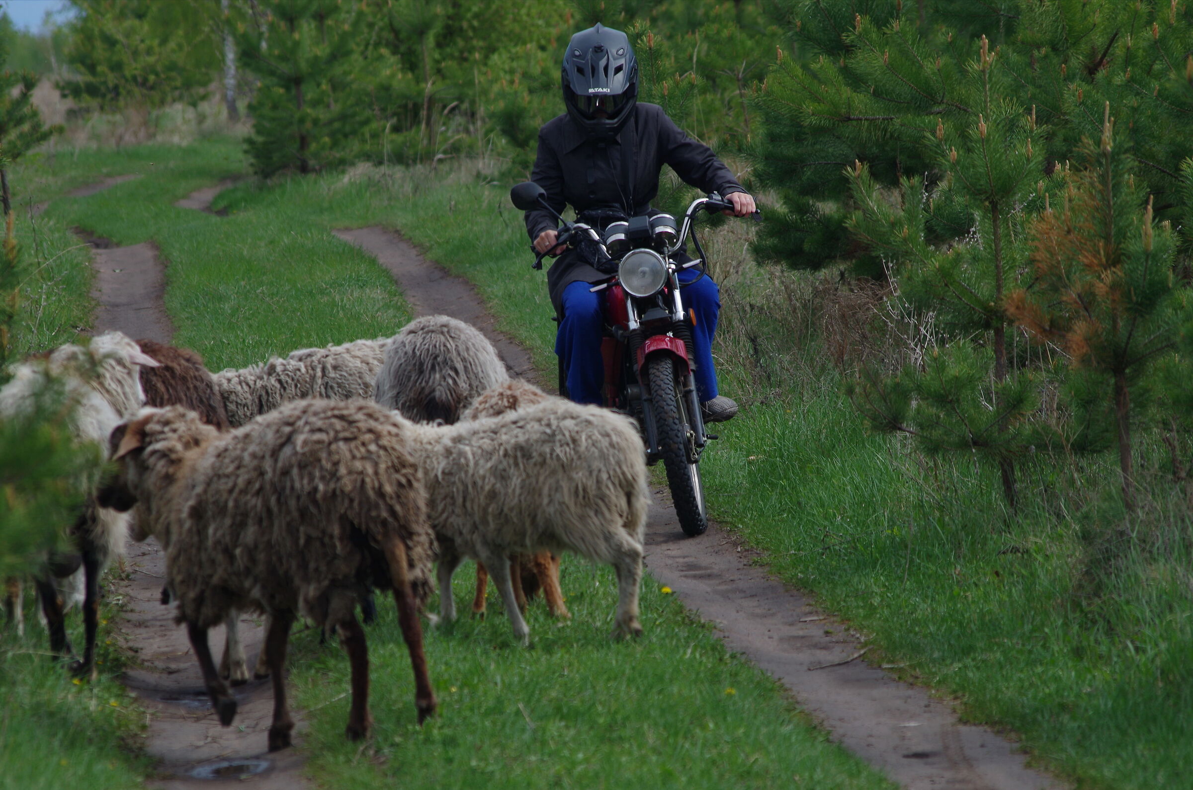 a shepherdess on a motorcycle drives a flock of sheep