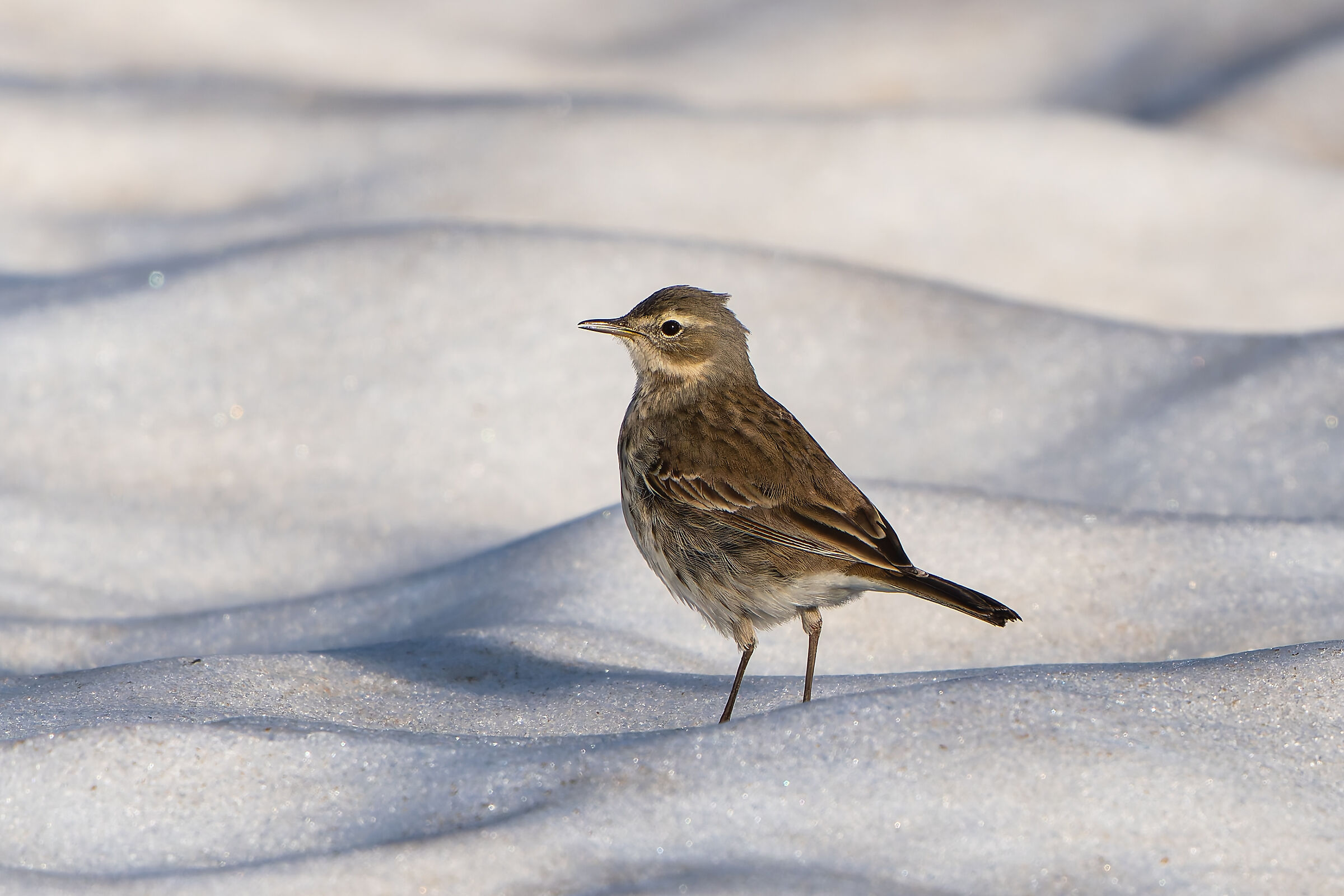 Il solitario sulla neve