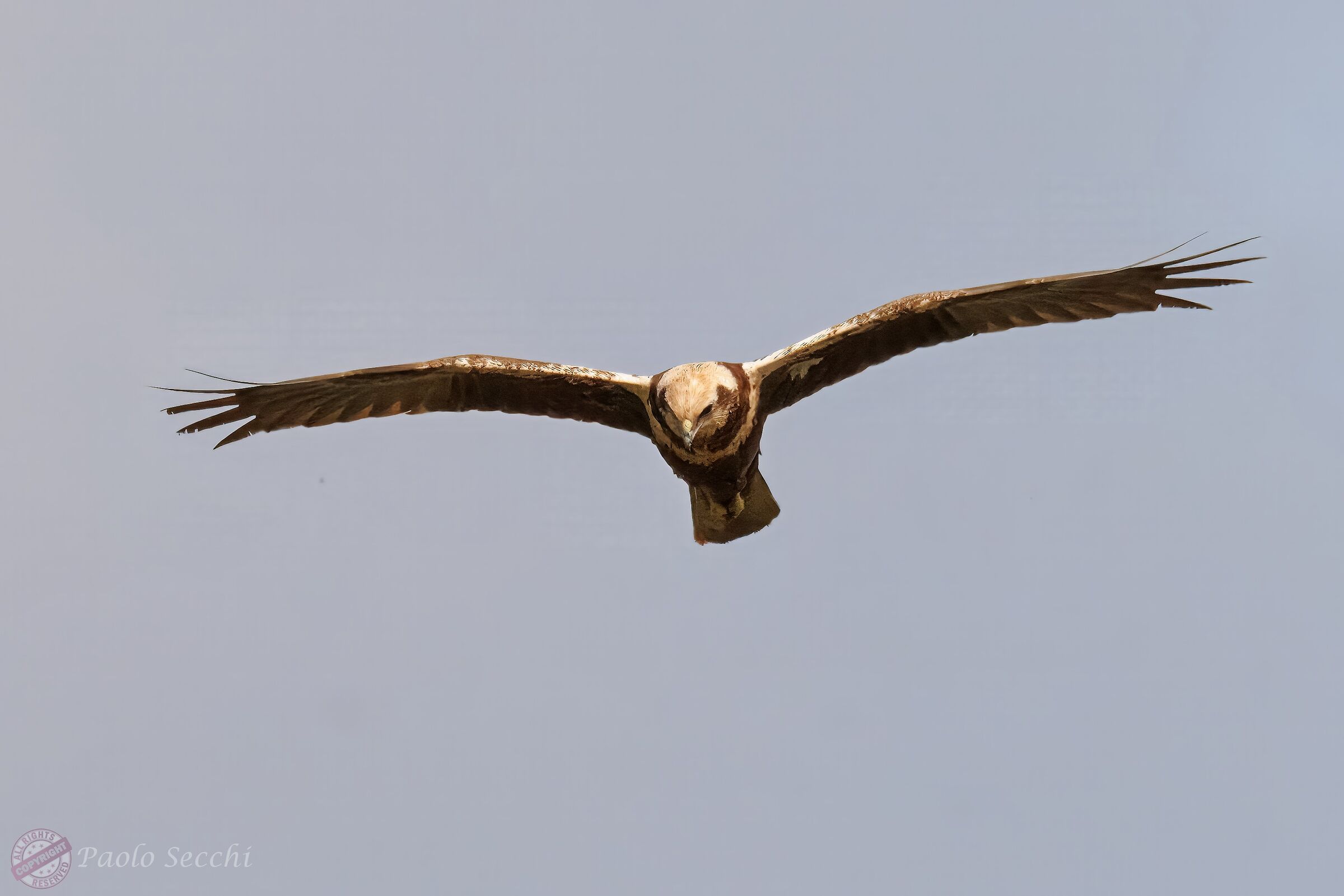 Circus aeruginosus (Marsh Harrier) f.