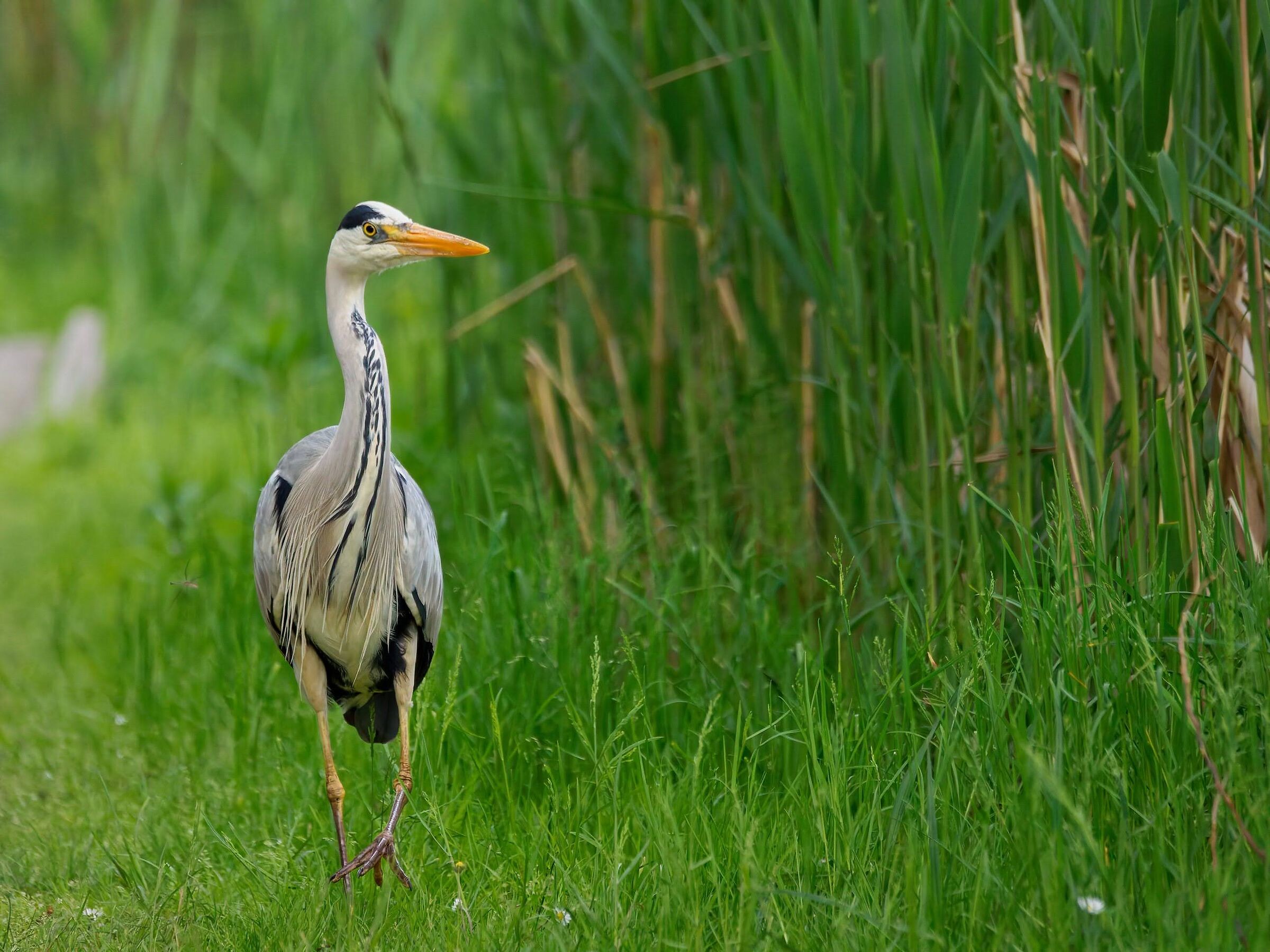 Grey heron